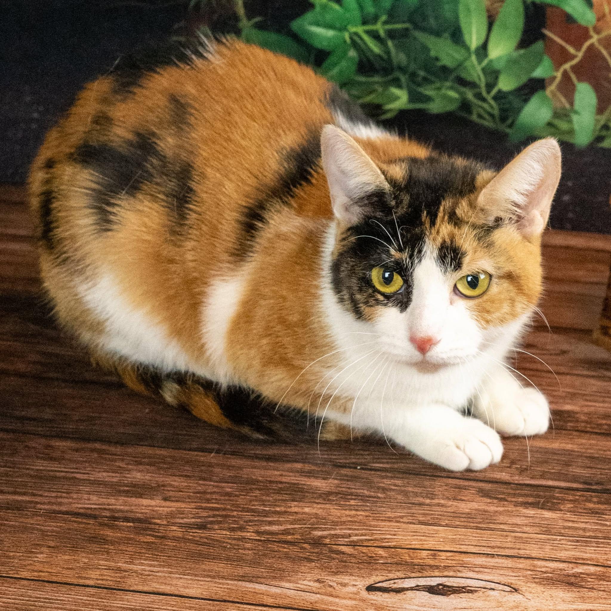 Leia, a ADOPTABLE Domestic Short Hair in Lapeer, MI image 3/3