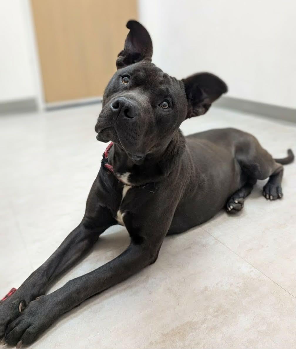 Enlarge Kane, a ADOPTABLE mixed breed in Landrum, SC image 2/2