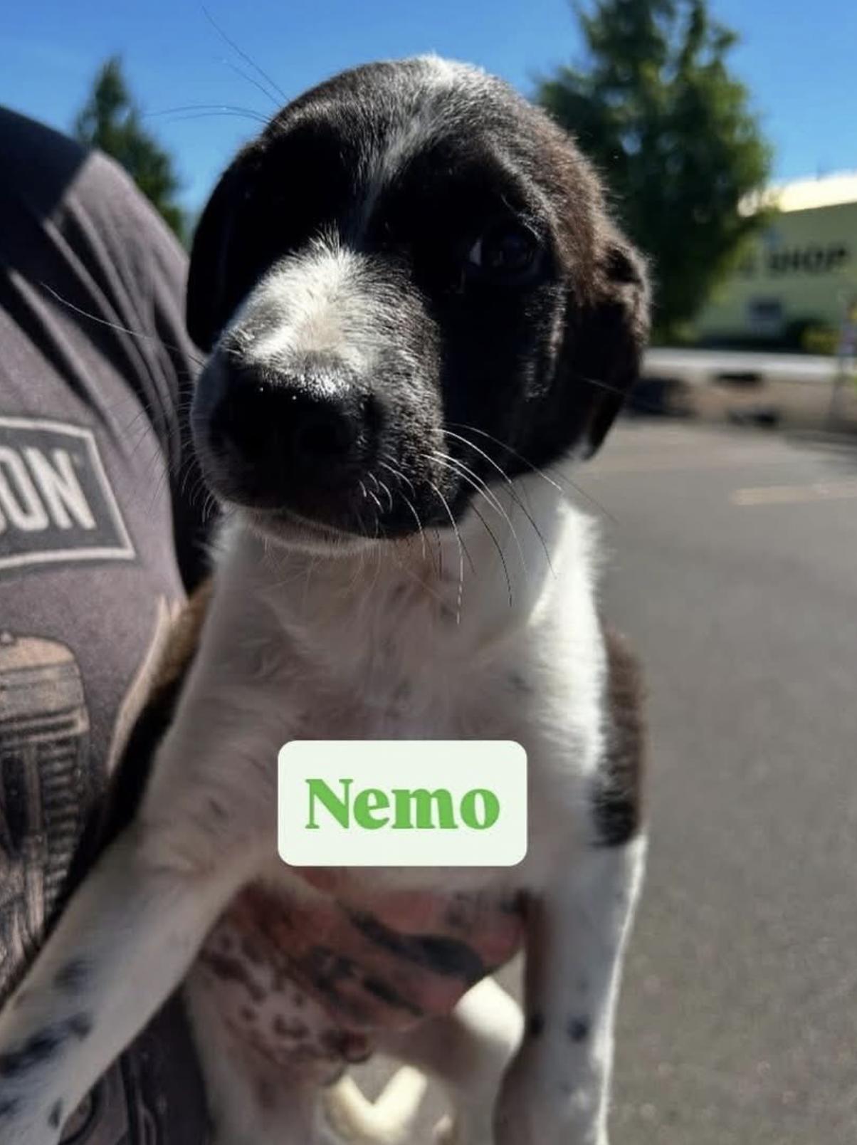 Nemo, Baby Male unknown