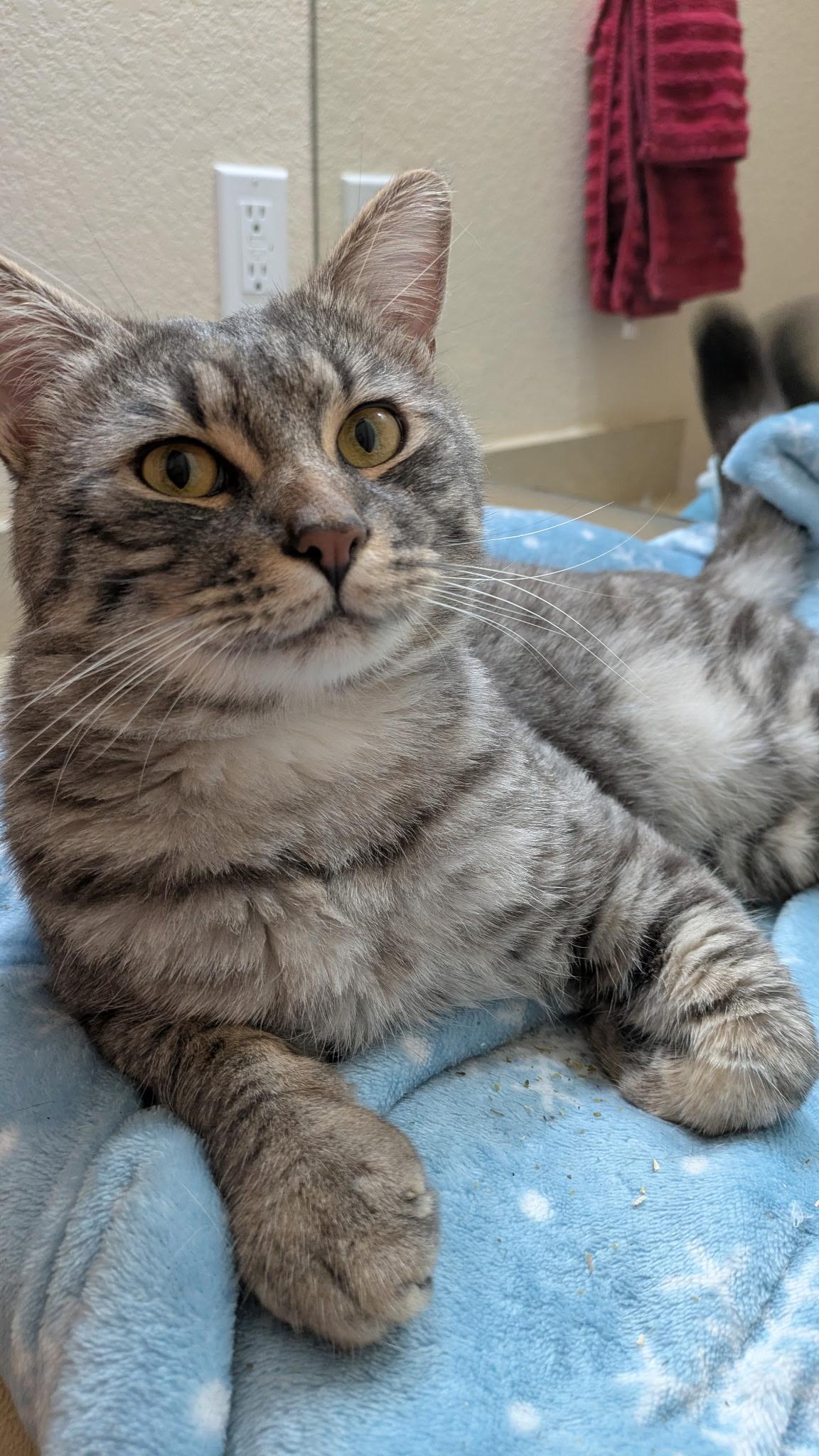 Bleu, Adoptable, Young Male Domestic Short Hair.