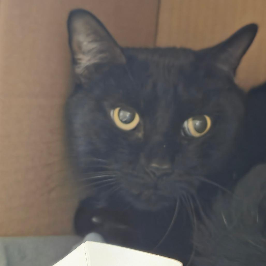 Enlarge Spooky, a Adoptable Domestic Medium Hair in Ballston Spa, NY image 1/2
