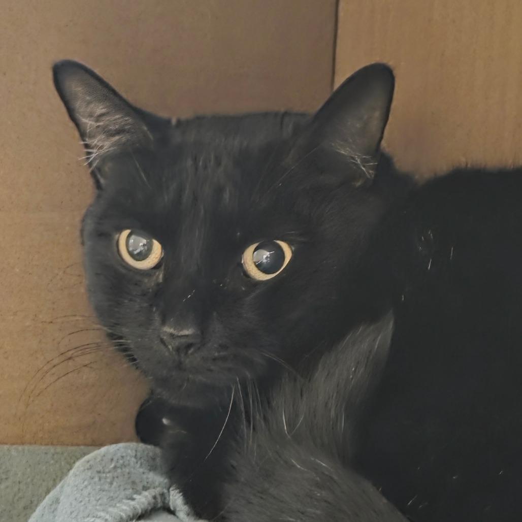 Enlarge Spooky, a Adoptable Domestic Medium Hair in Ballston Spa, NY image 2/2