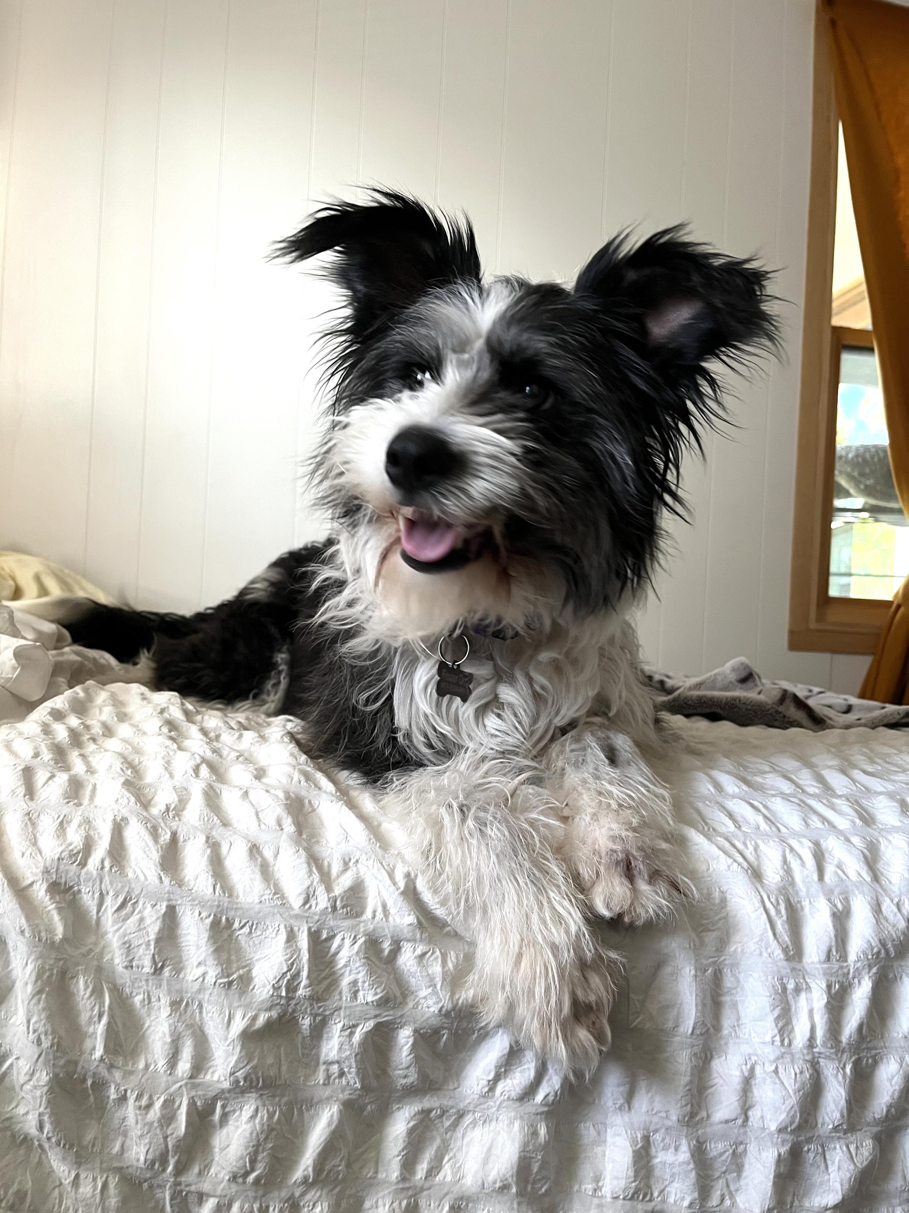 Enlarge Leni, an adoptable mixed breed in Marfa, TX image 5/6