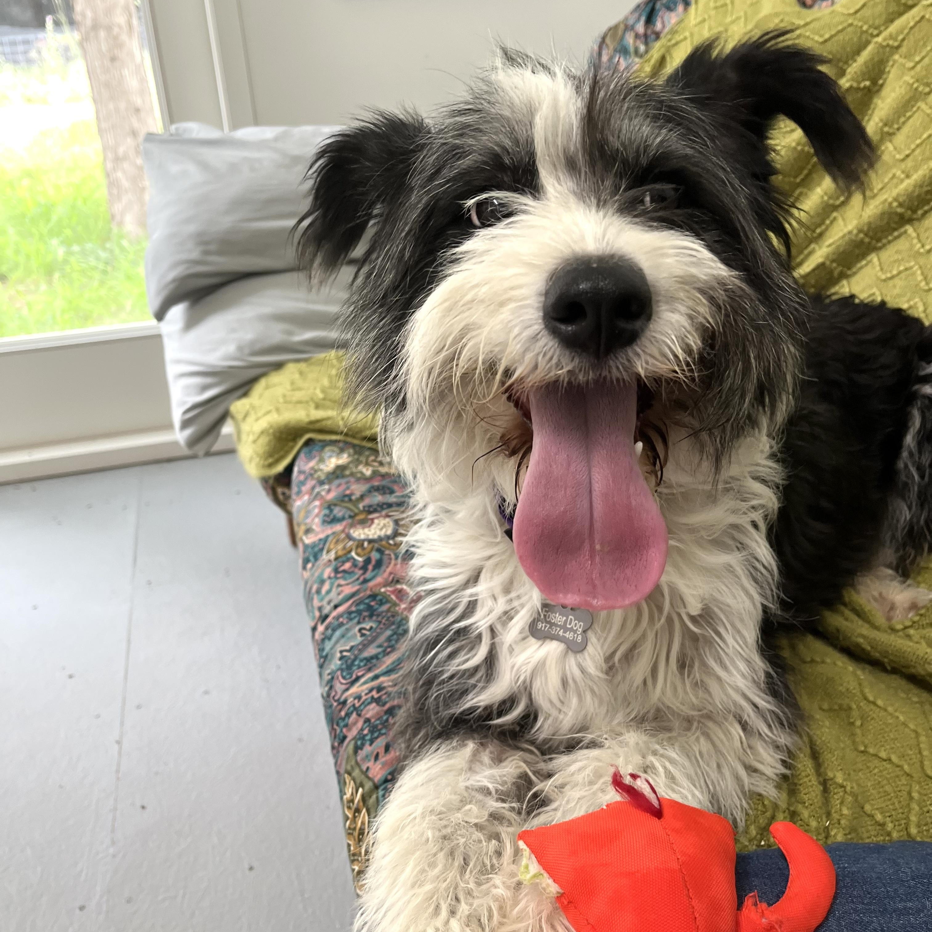 Enlarge Leni, an adoptable mixed breed in Marfa, TX image 3/6