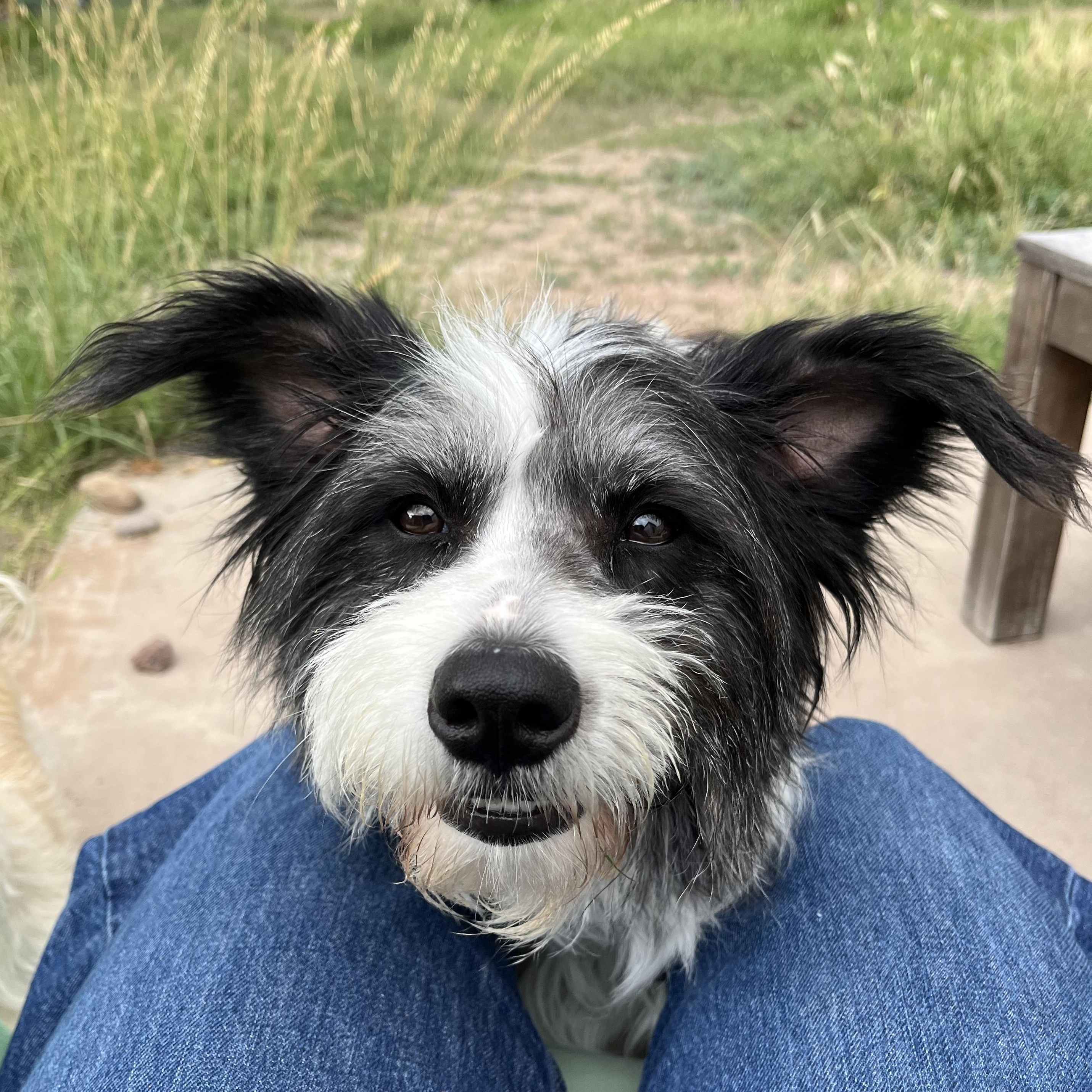 Enlarge Leni, an adoptable mixed breed in Marfa, TX image 4/6