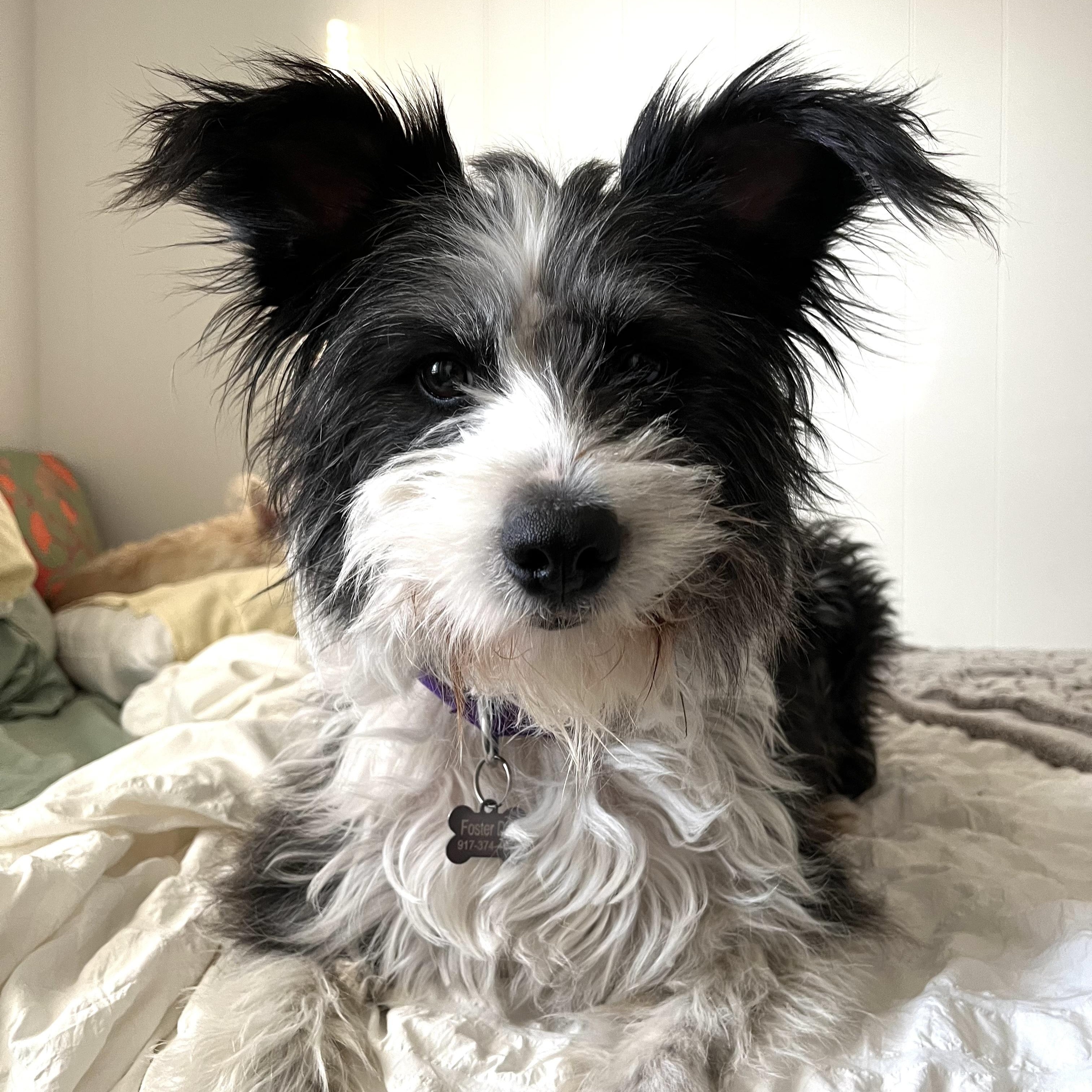 Leni, adoptable, Adult Female Terrier.