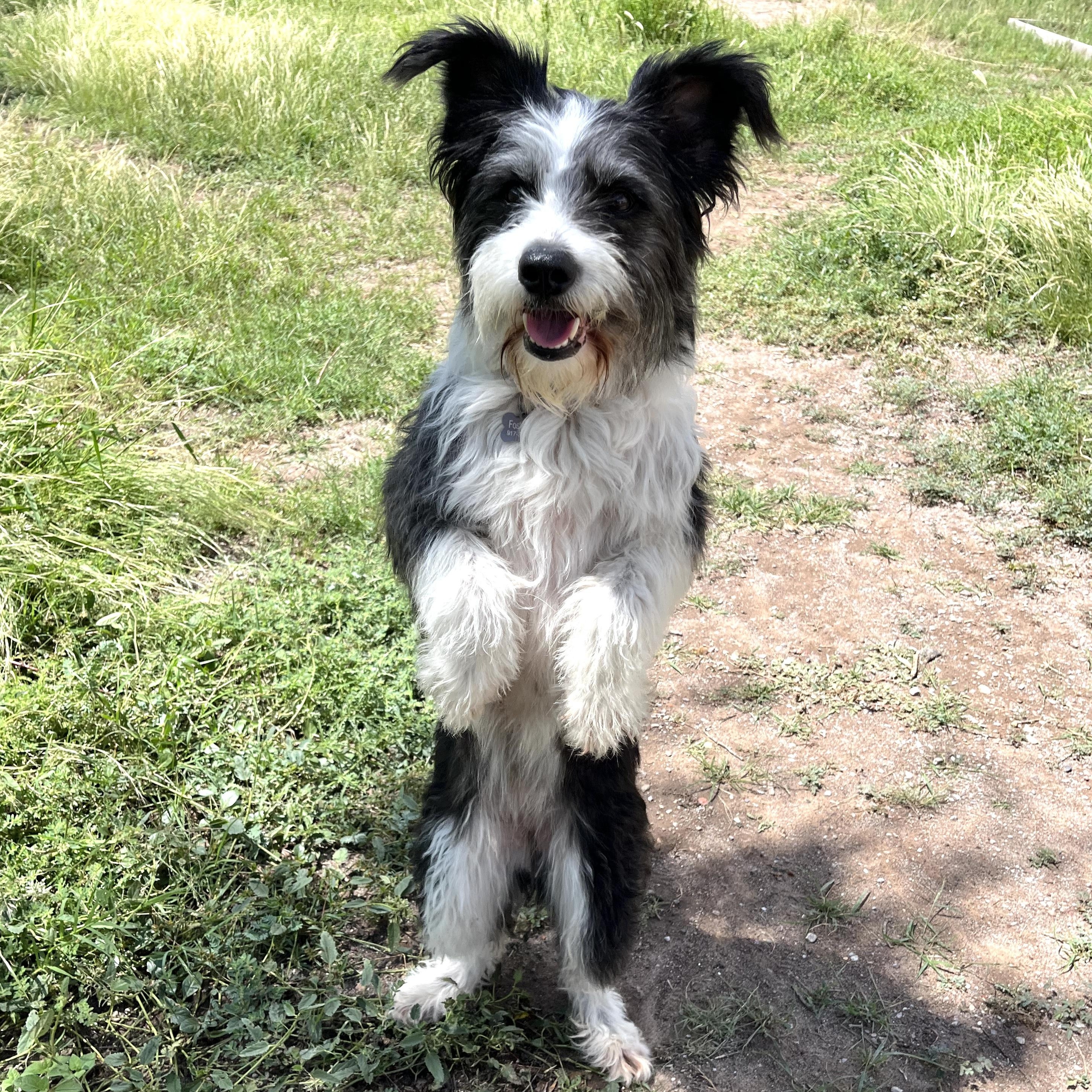 Enlarge Leni, an adoptable mixed breed in Marfa, TX image 2/6