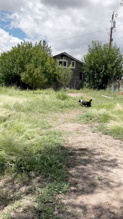 Enlarge Leni, an adoptable mixed breed in Marfa, TX video 6/6