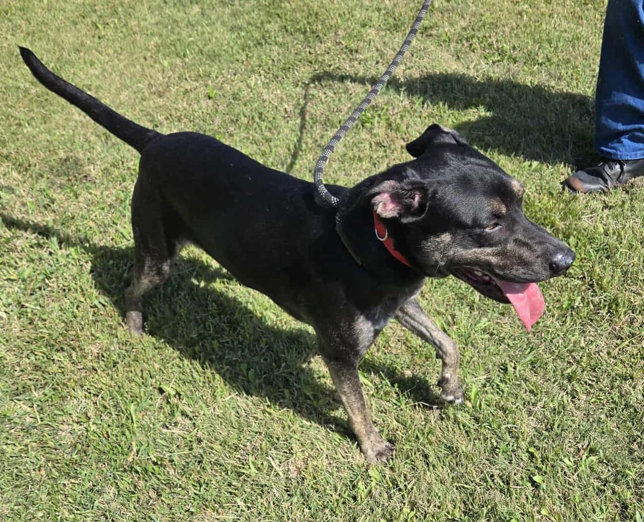Lincoln, Adoptable, Adult Male Cattle Dog.