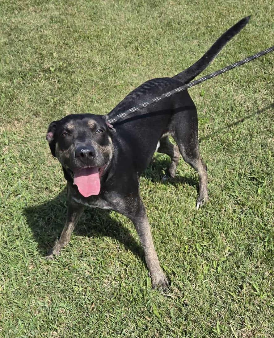 Lincoln, a Adoptable mixed breed in Larned, KS image 2/5