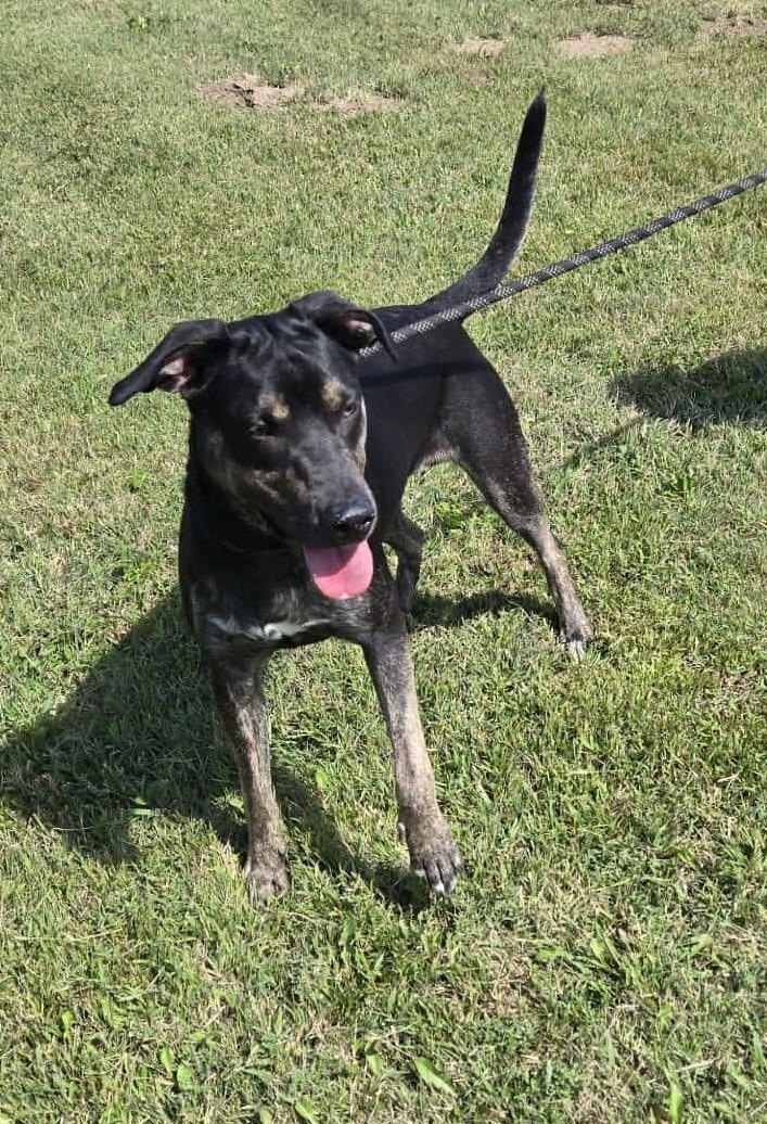 Lincoln, a Adoptable mixed breed in Larned, KS image 3/5