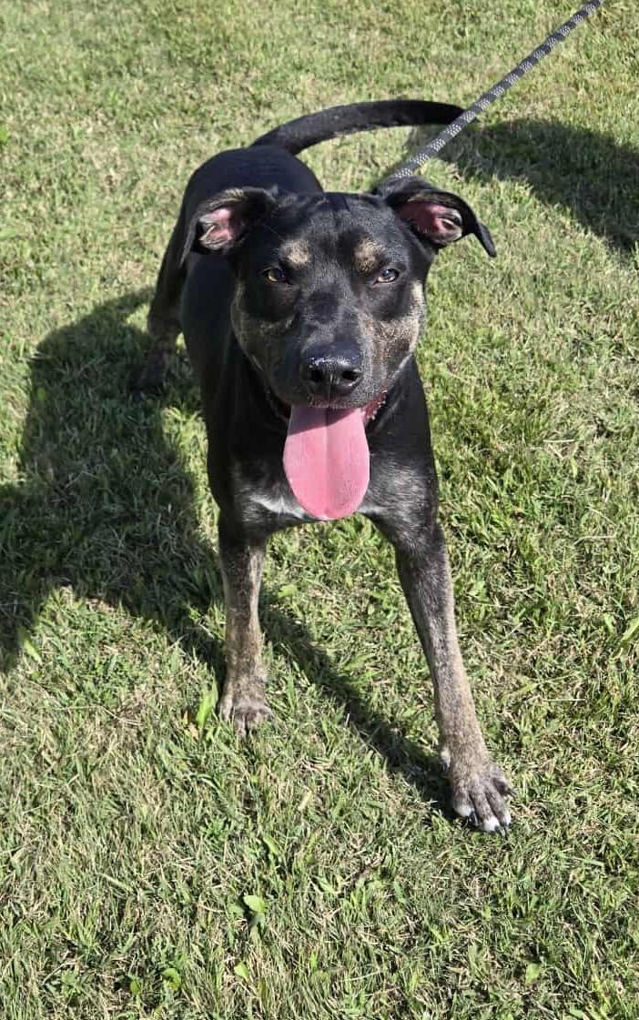 Lincoln, an adoptable Cattle Dog in Larned, KS, 67550 | Photo Image 1