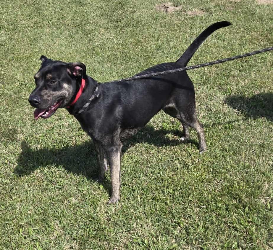 Lincoln, a Adoptable mixed breed in Larned, KS image 5/5