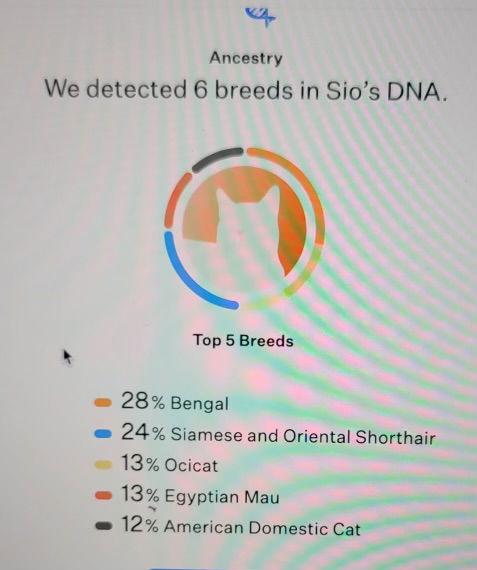 Enlarge Sio (Napa HM), a Adoptable mixed breed in Vacaville, CA image 2/2