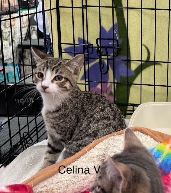 Enlarge Celina V, a Adoptable Domestic Short Hair in Sacramento, CA image 2/2