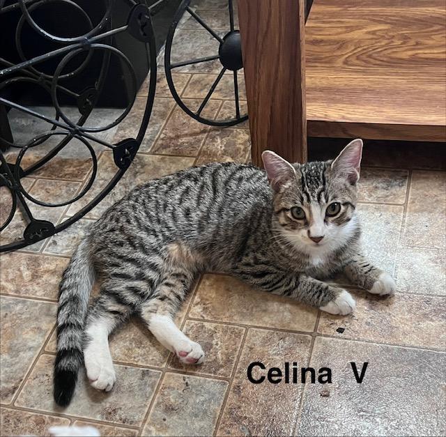 Celina V, Adoptable, Young Female Domestic Short Hair.