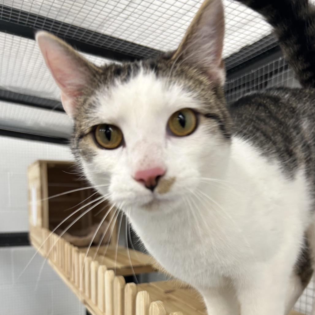 Enlarge Maverick, a Adoptable Domestic Short Hair in Zanesville, OH image 3/3