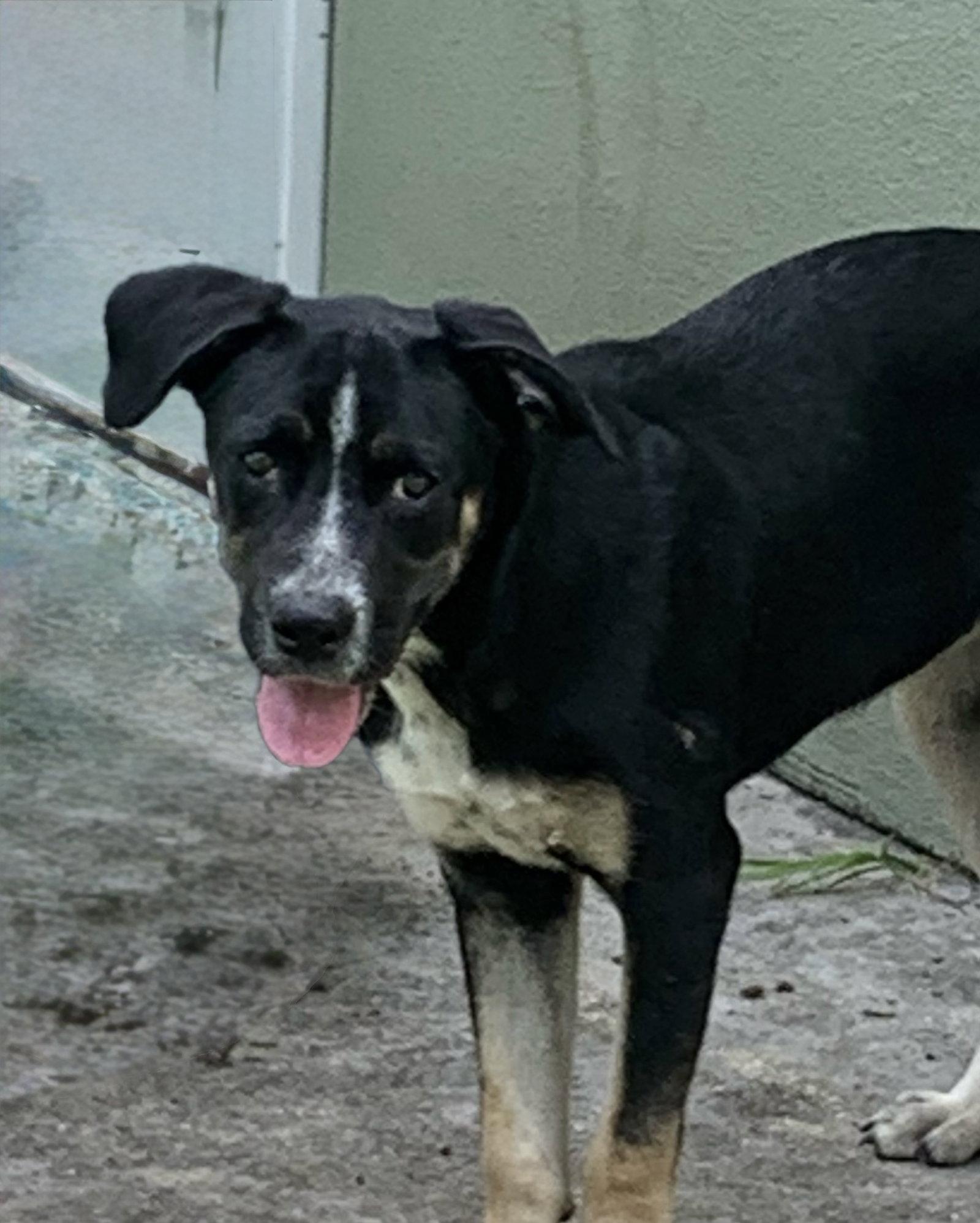Addie, a Adoptable Mixed Breed in Naples, FL image 1/2