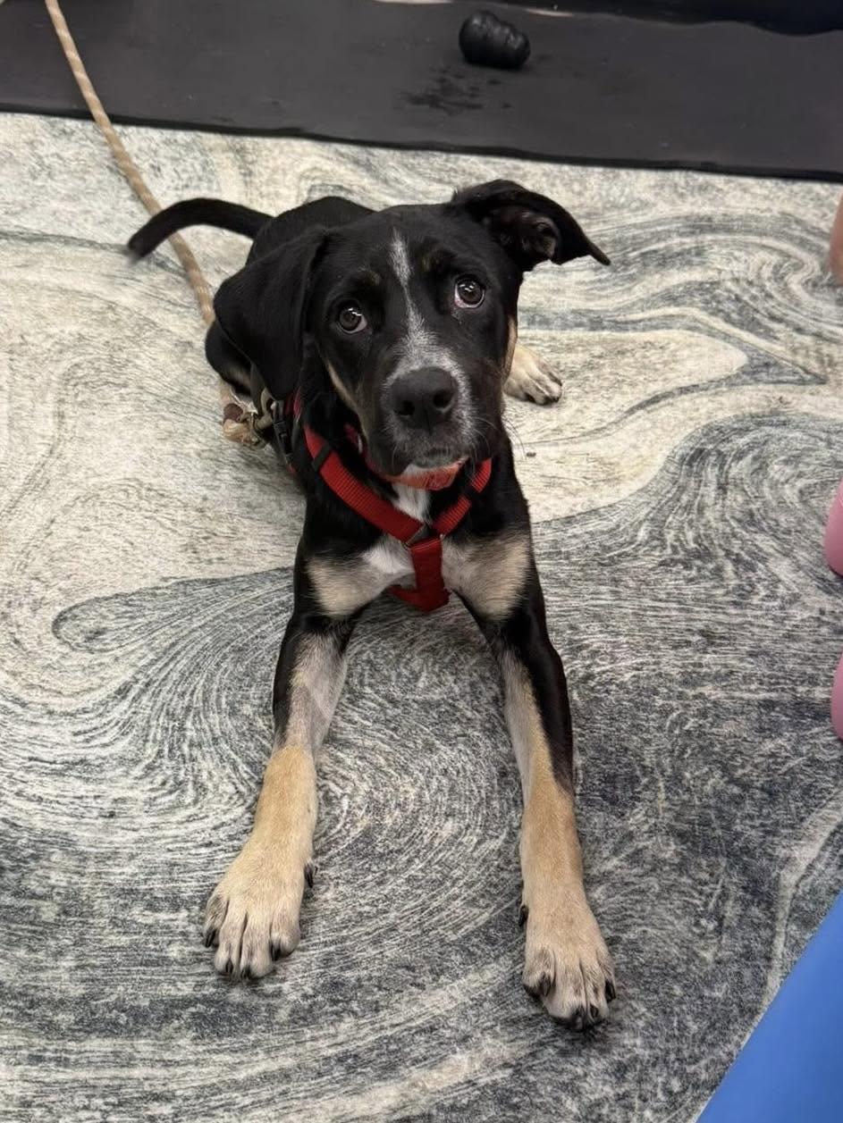 Addie, a Adoptable Mixed Breed in Naples, FL image 2/2