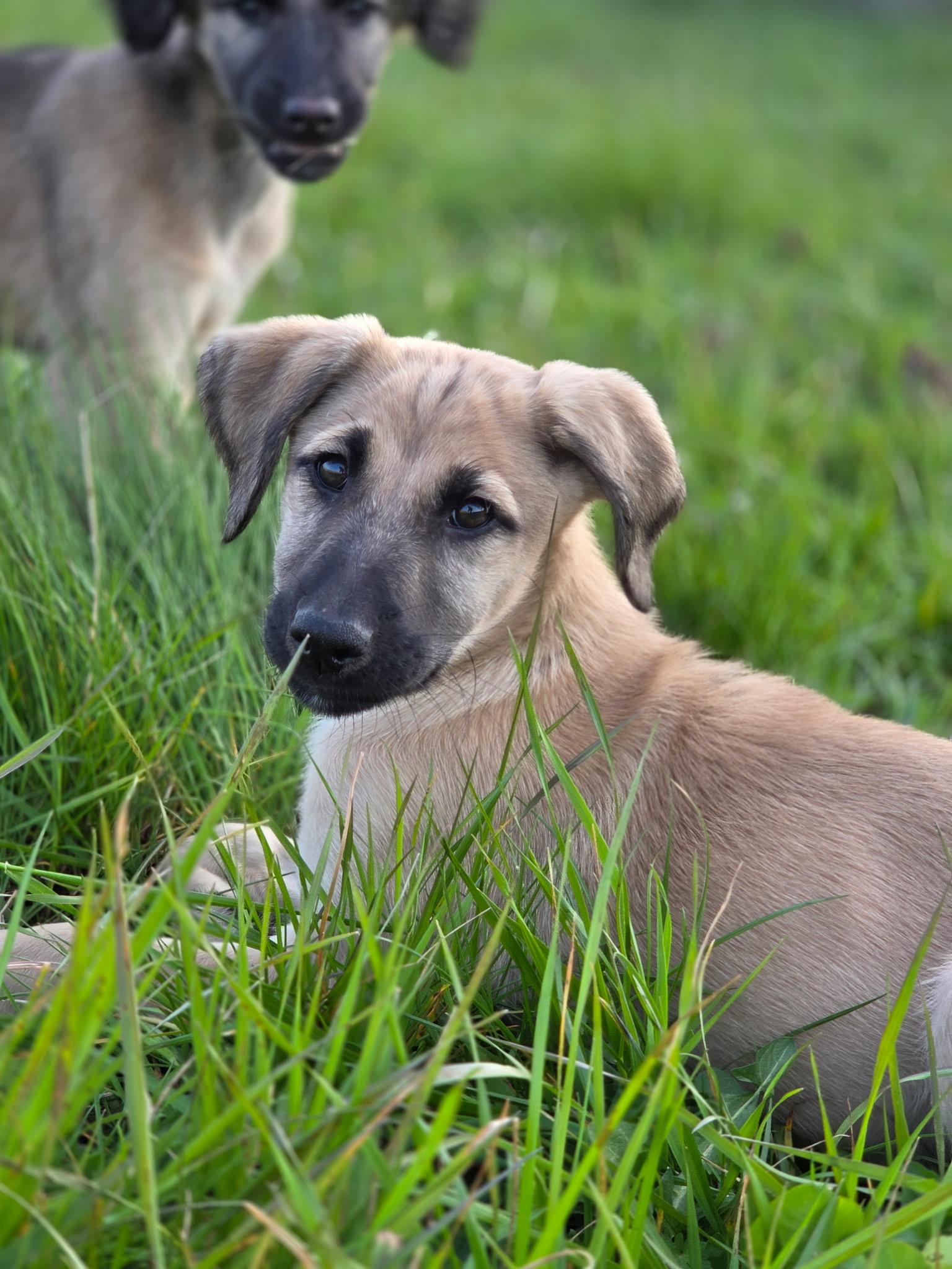 Enlarge Ford, a ADOPTABLE Afghan Hound in Port Angeles, WA image 1/2