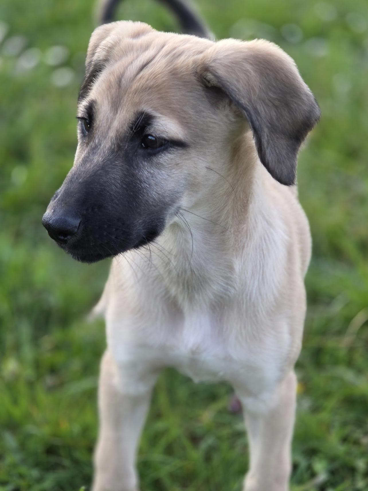 Enlarge Ford, a ADOPTABLE Afghan Hound in Port Angeles, WA image 2/2