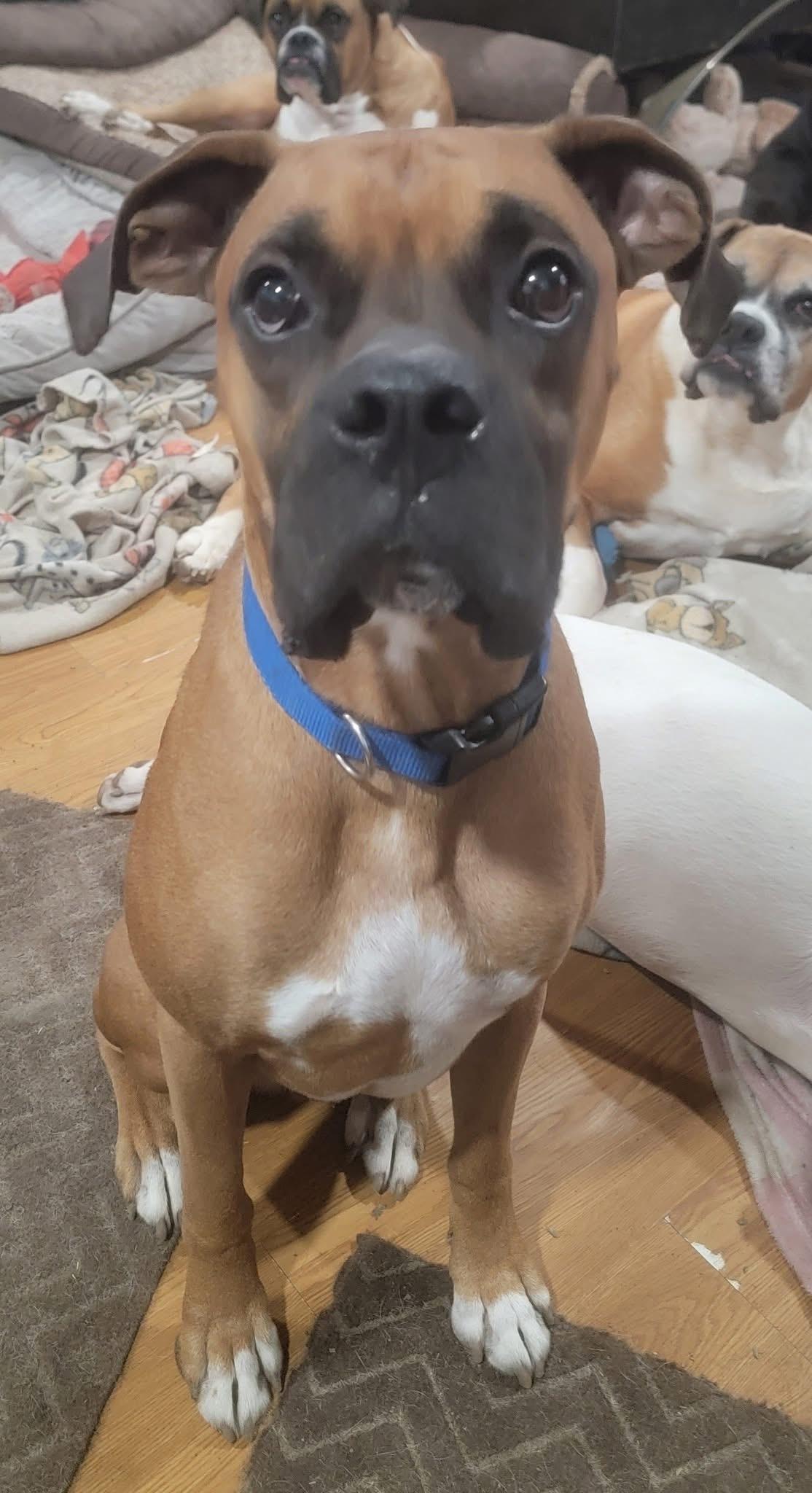 Enlarge Milo, a ADOPTABLE Boxer in Fountaintown, IN image 2/6