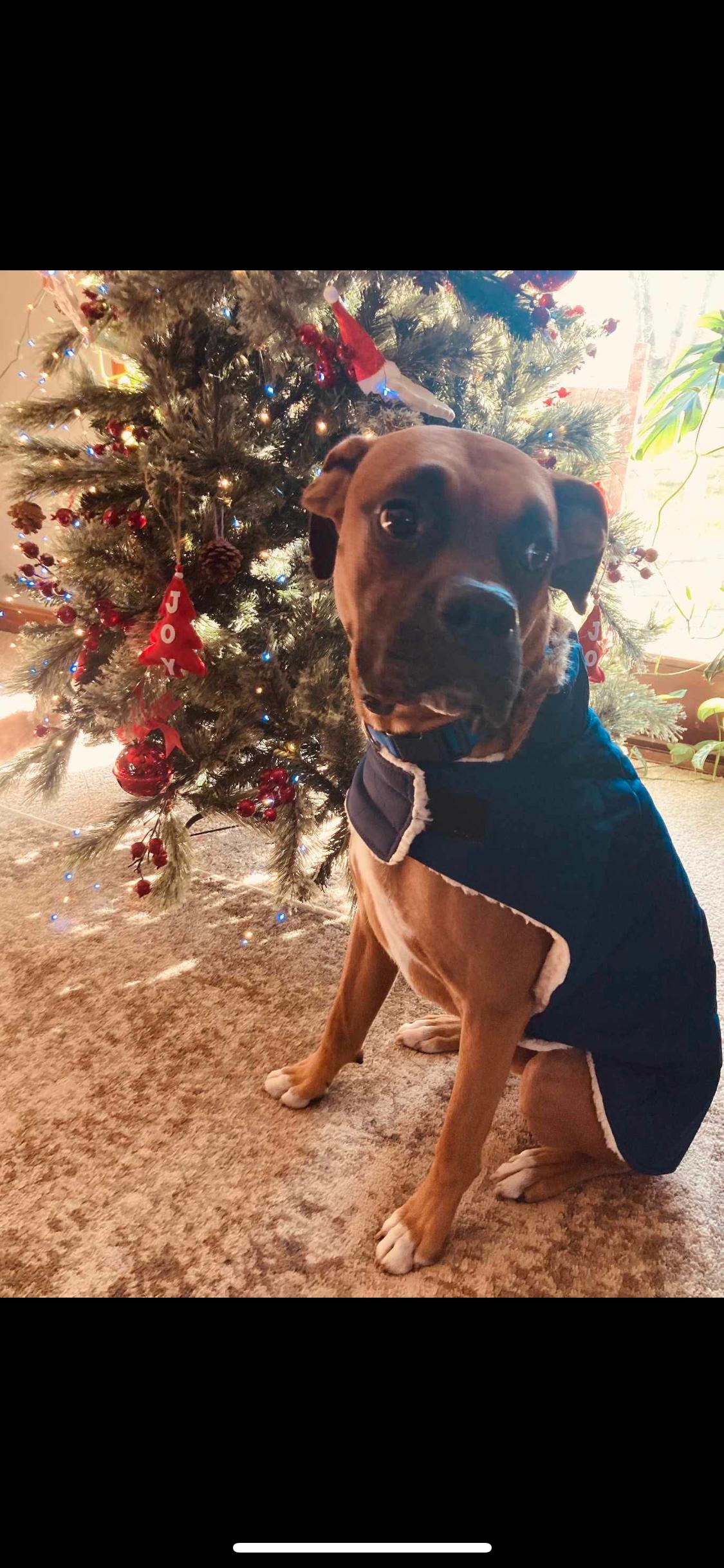 Enlarge Milo, a ADOPTABLE Boxer in Fountaintown, IN image 6/6