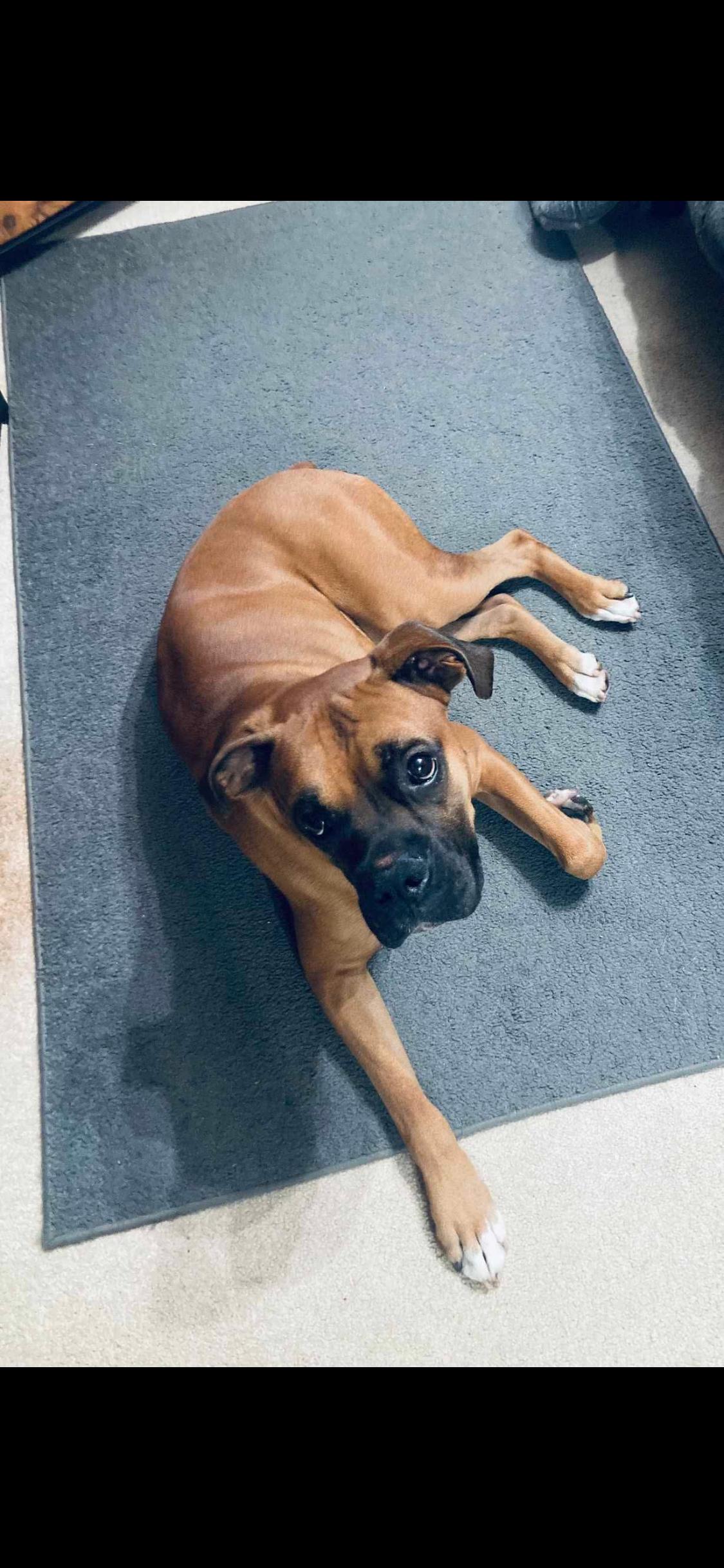 Enlarge Milo, a ADOPTABLE Boxer in Fountaintown, IN image 1/6