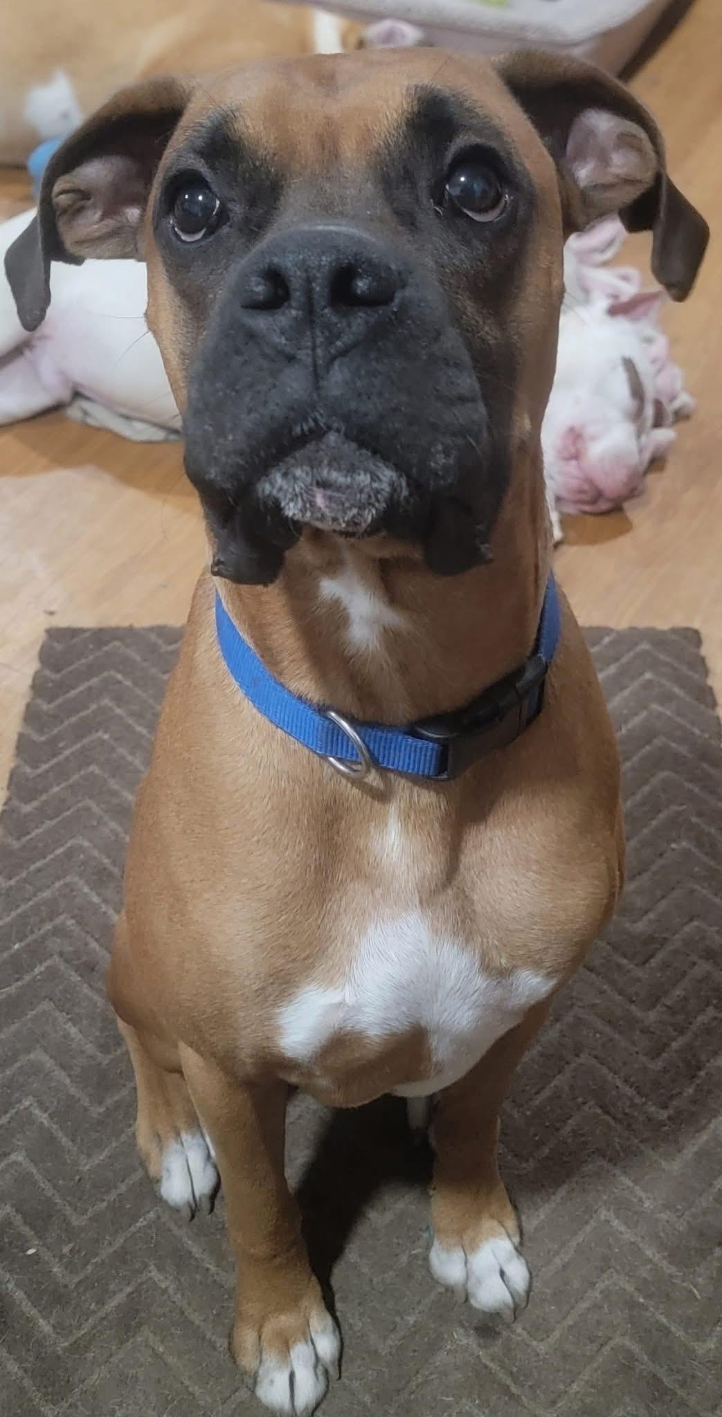 Enlarge Milo, a ADOPTABLE Boxer in Fountaintown, IN image 3/6