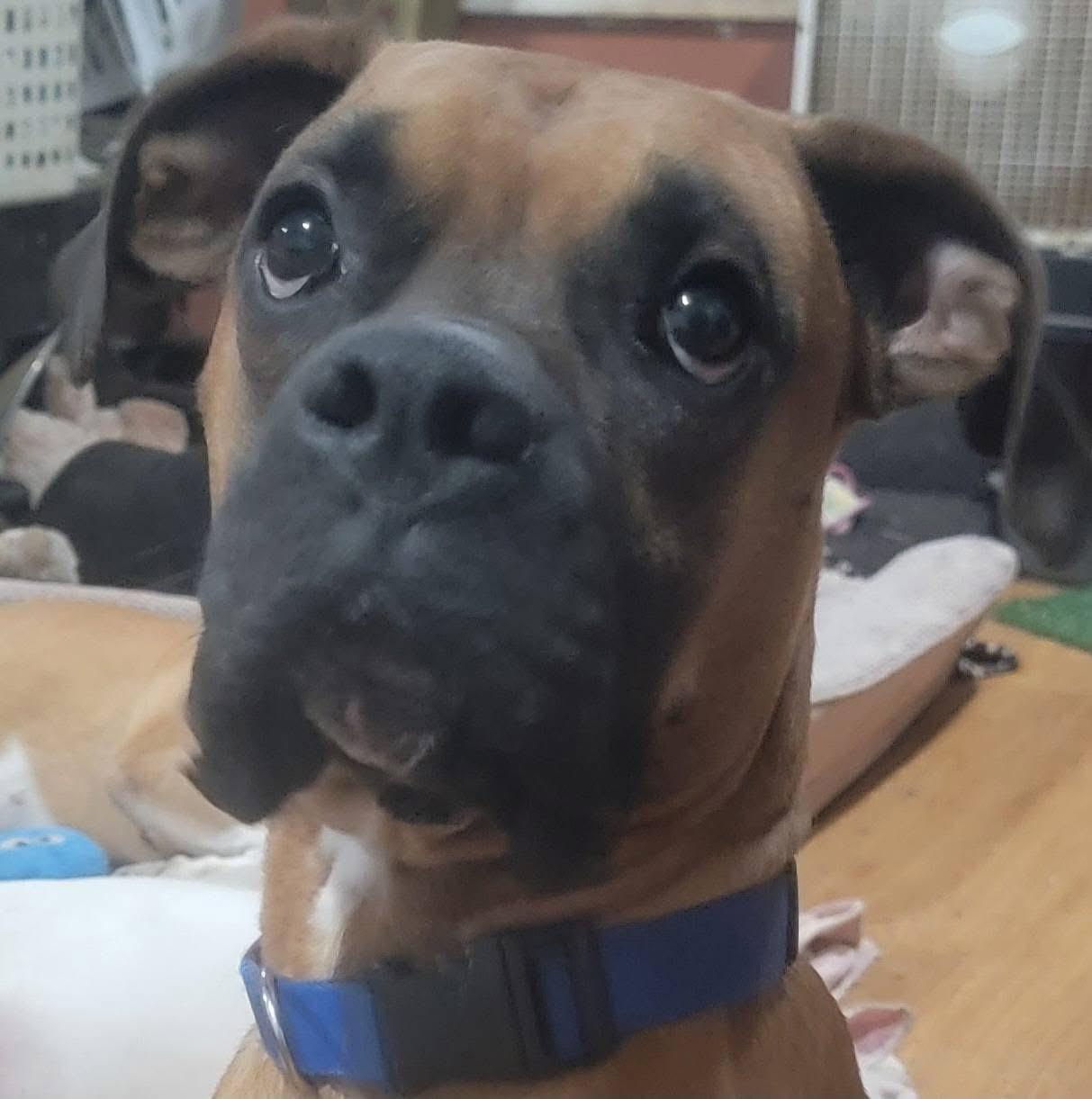 Enlarge Milo, a ADOPTABLE Boxer in Fountaintown, IN image 4/6