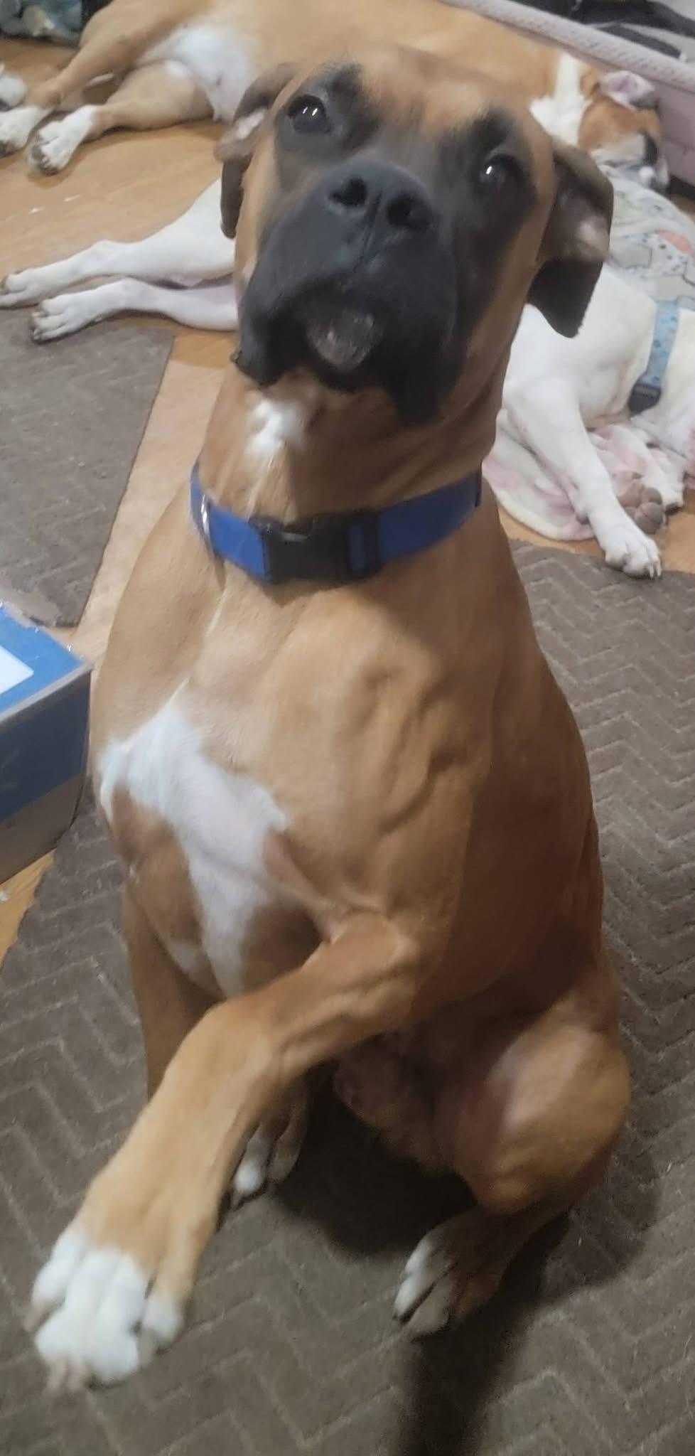 Enlarge Milo, a ADOPTABLE Boxer in Fountaintown, IN image 5/6