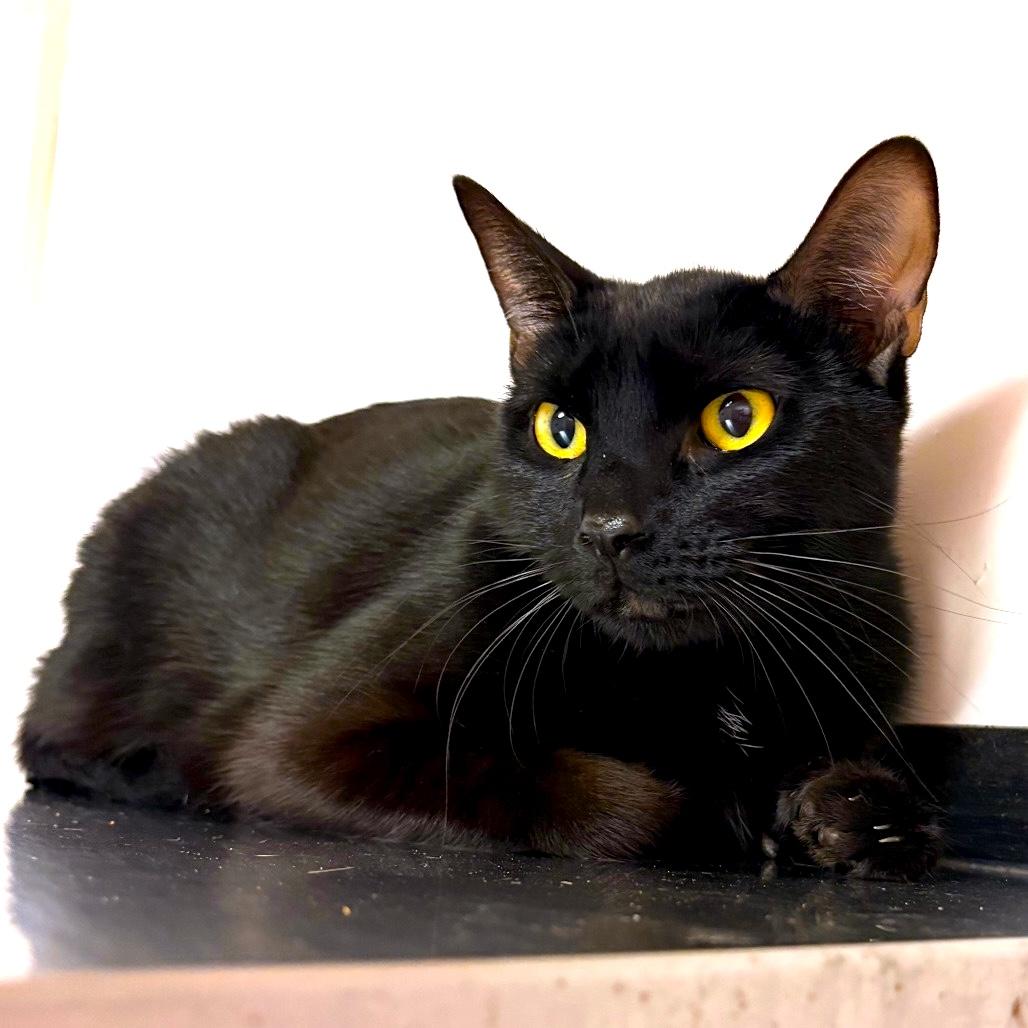 Enlarge BOWSER, a Adopted Domestic Short Hair in Joshua Tree, CA image 1/1