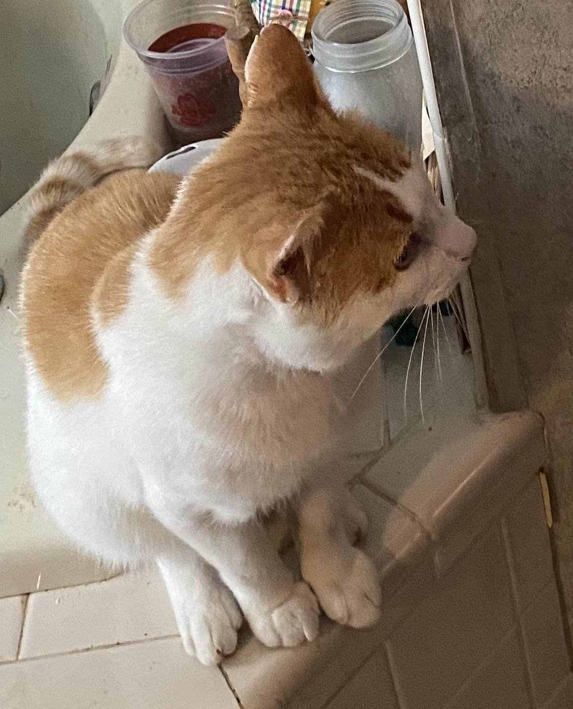 Enlarge Thomas, aka Tommy, a Adoptable mixed breed in Plain City, OH image 1/4