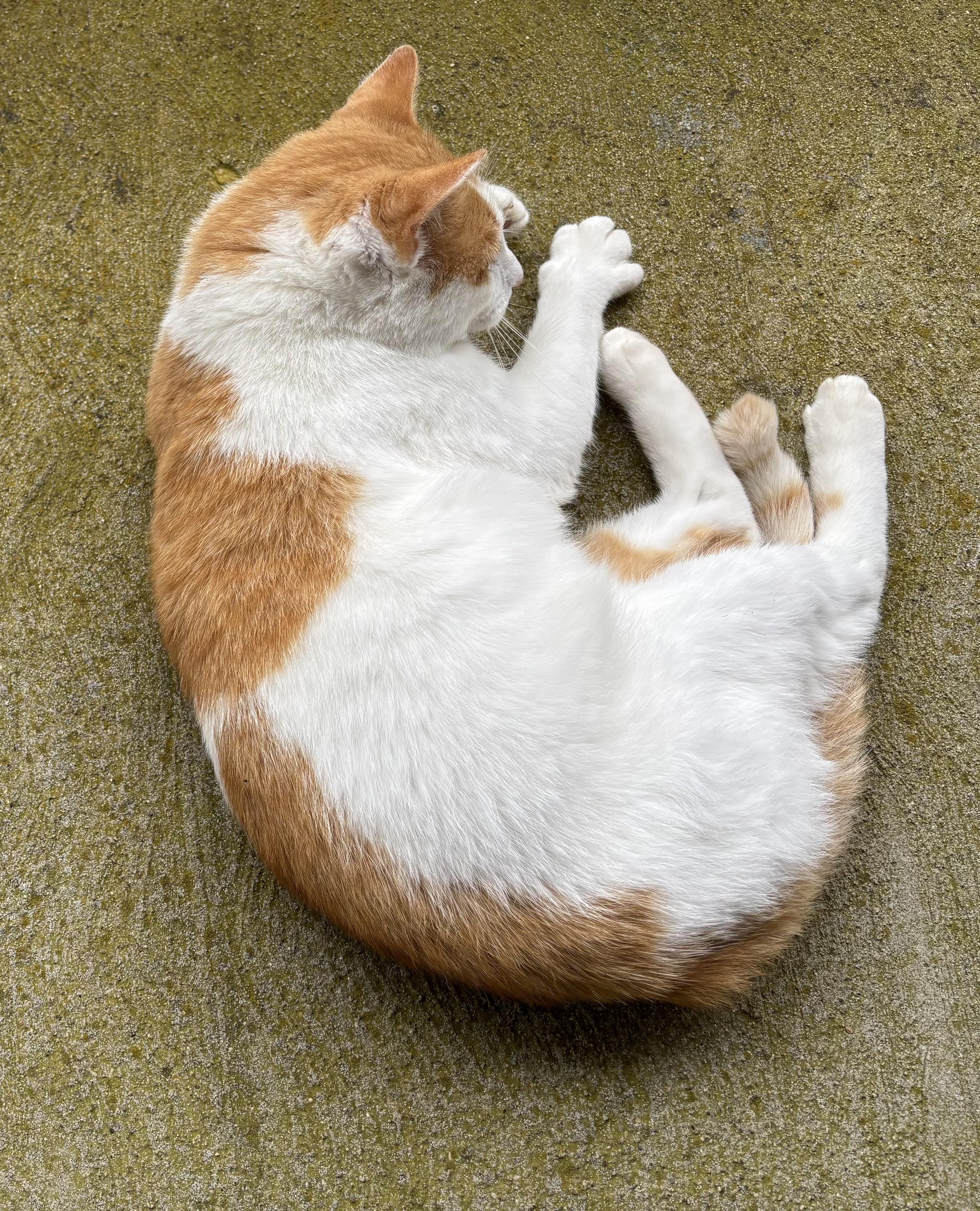 Enlarge Thomas, aka Tommy, a Adoptable mixed breed in Plain City, OH image 3/4