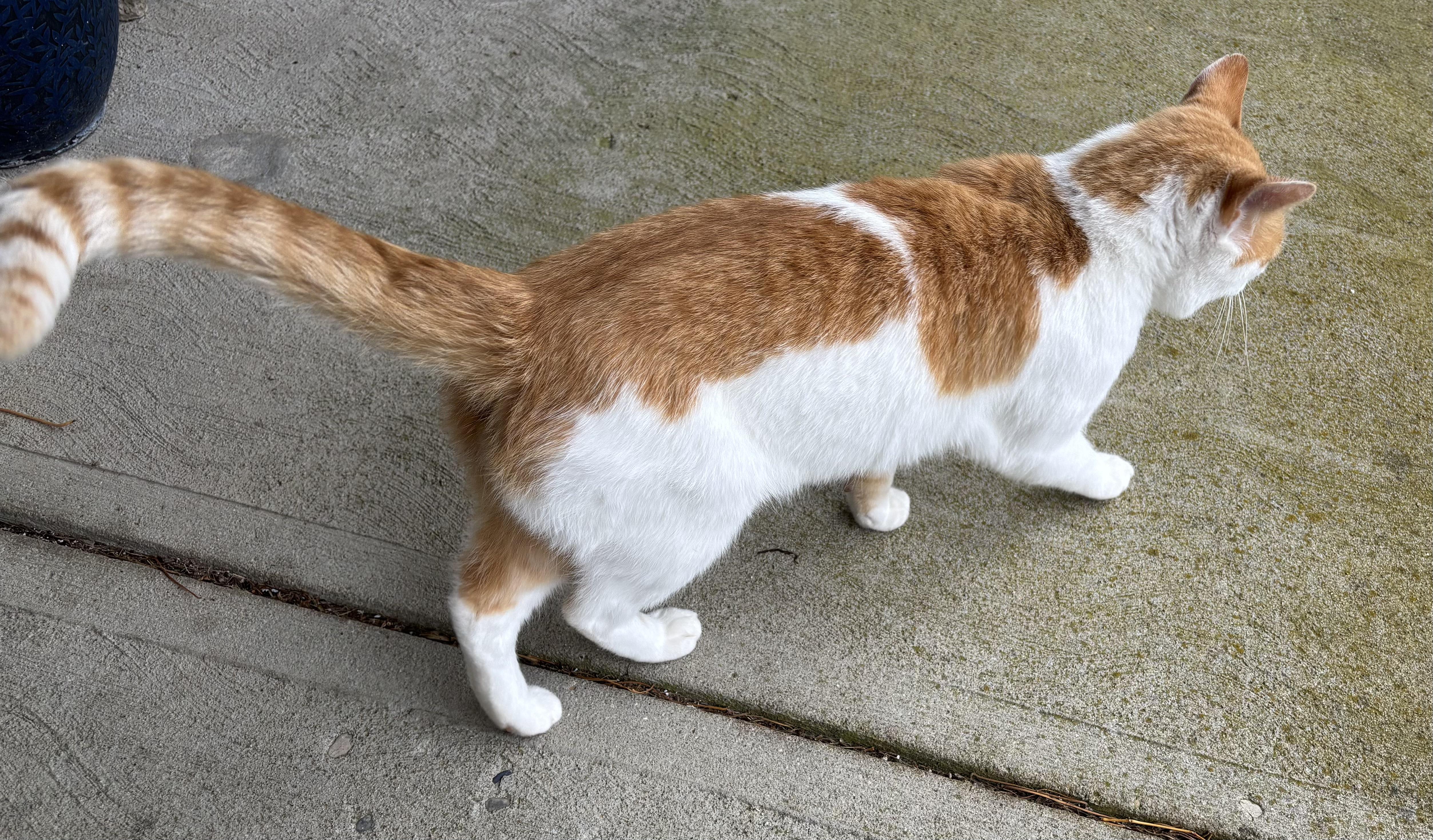 Enlarge Thomas, aka Tommy, a Adoptable mixed breed in Plain City, OH image 4/4