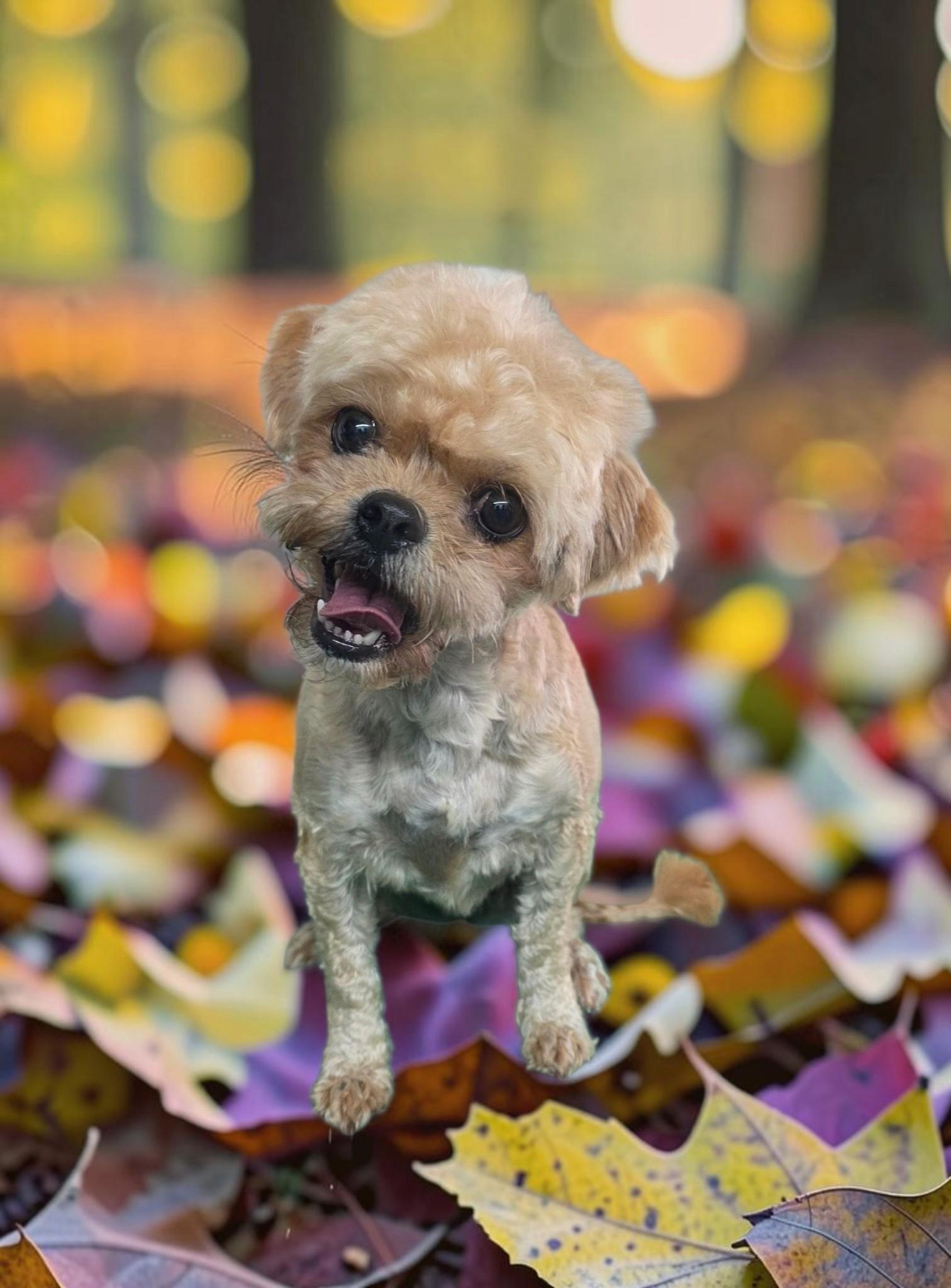 Daisy, Adoptable, Adult Female Shorkie.