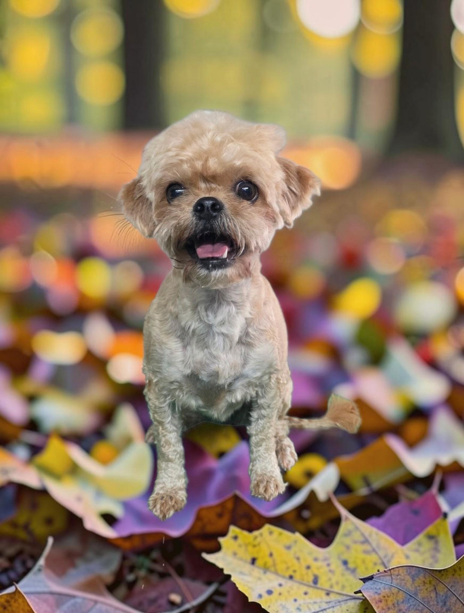 Enlarge Daisy, a Adoptable Shorkie in Dallas, GA image 2/4