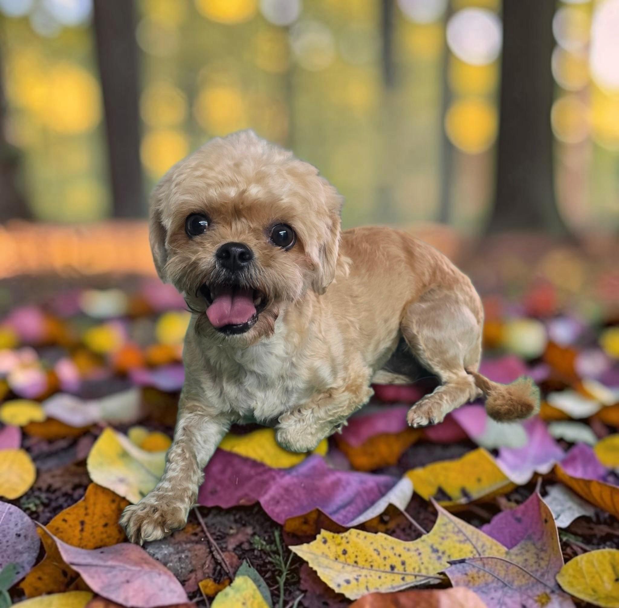 Enlarge Daisy, a Adoptable Shorkie in Dallas, GA image 3/4