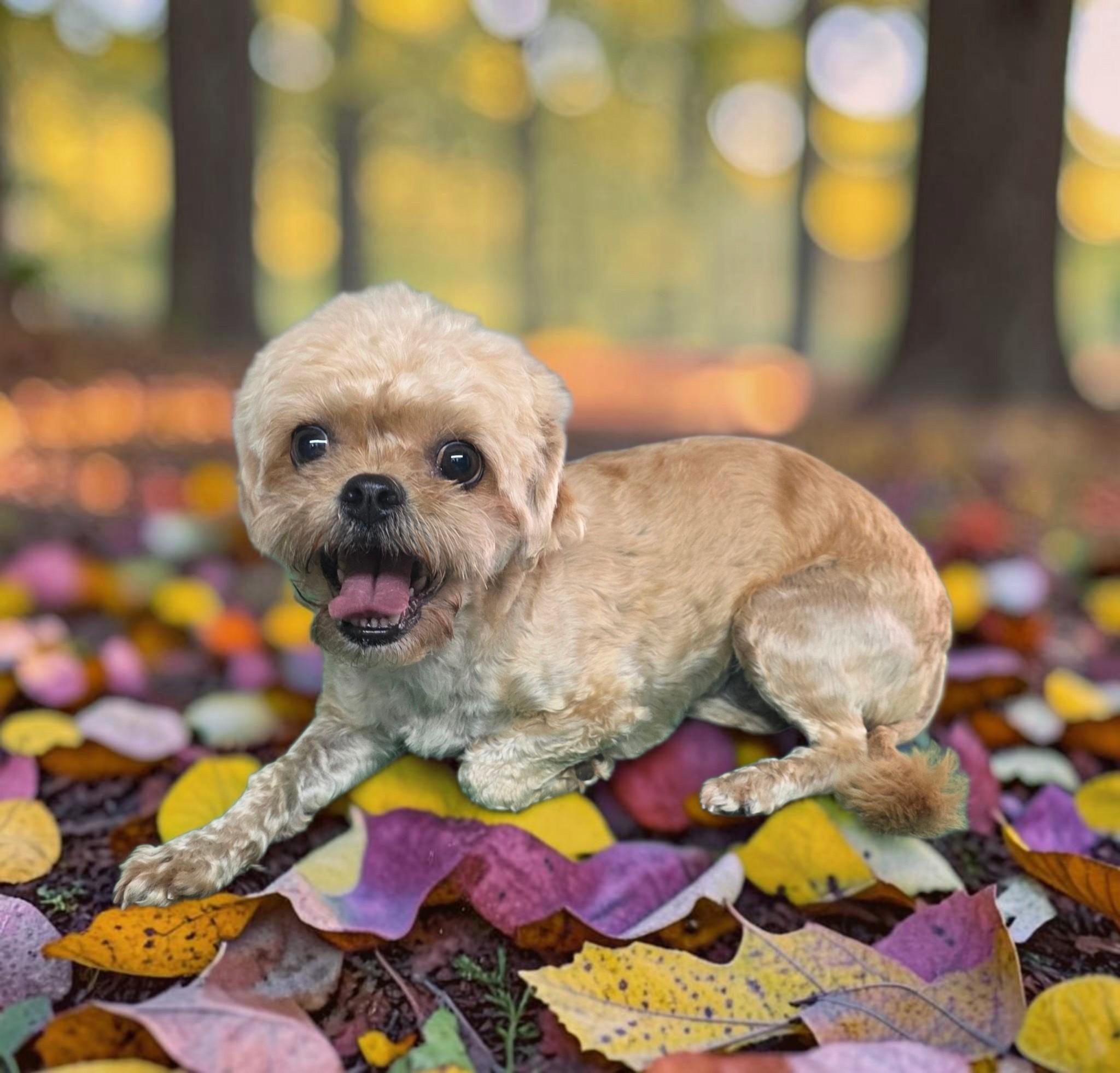 Enlarge Daisy, a Adoptable Shorkie in Dallas, GA image 4/4