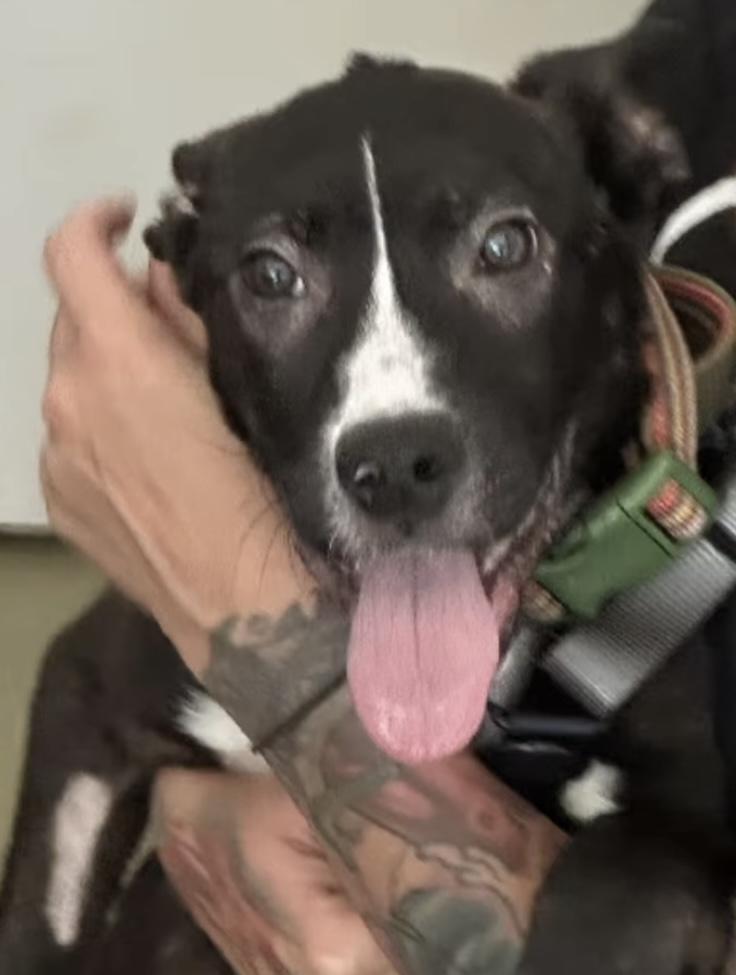 Frankie, a ADOPTABLE mixed breed in Santa Clara, CA image 2/4