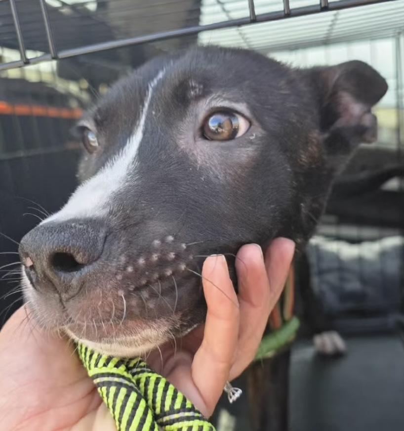 Frankie, a ADOPTABLE mixed breed in Santa Clara, CA image 3/4
