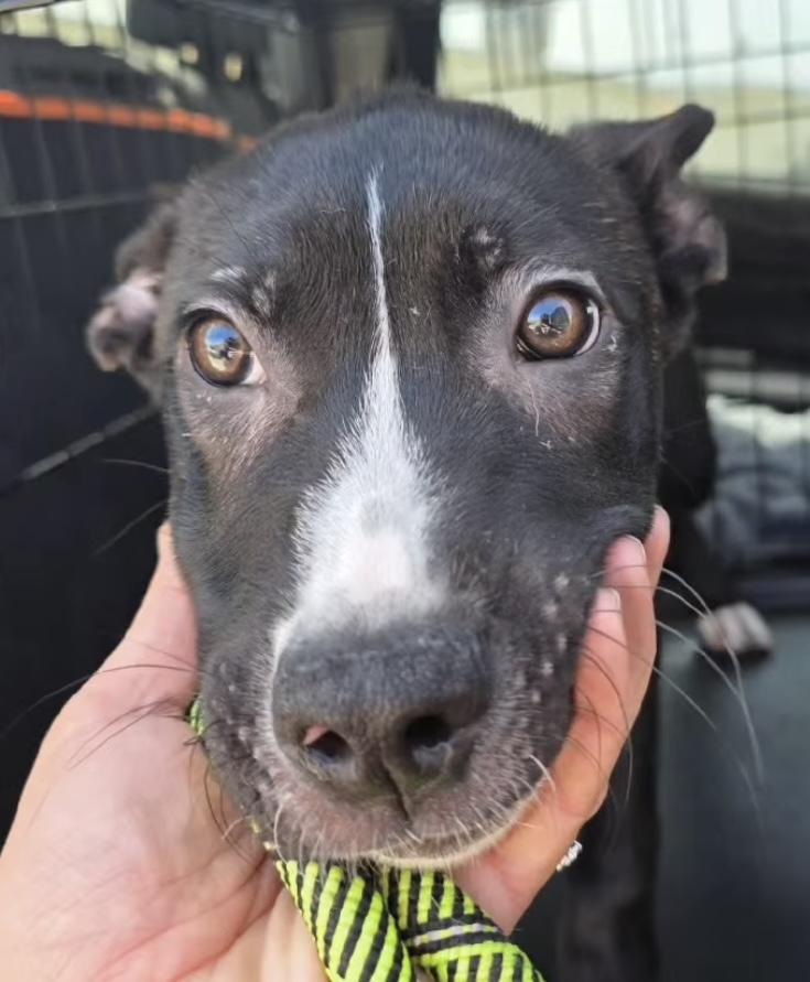 Frankie, a ADOPTABLE mixed breed in Santa Clara, CA image 1/4
