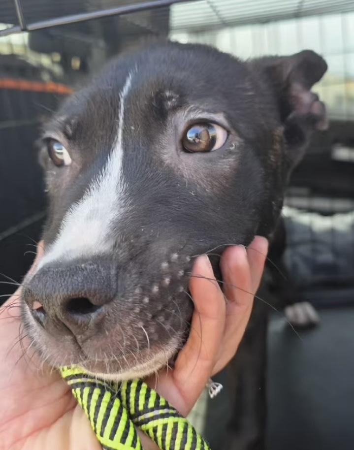 Frankie, a ADOPTABLE mixed breed in Santa Clara, CA image 4/4