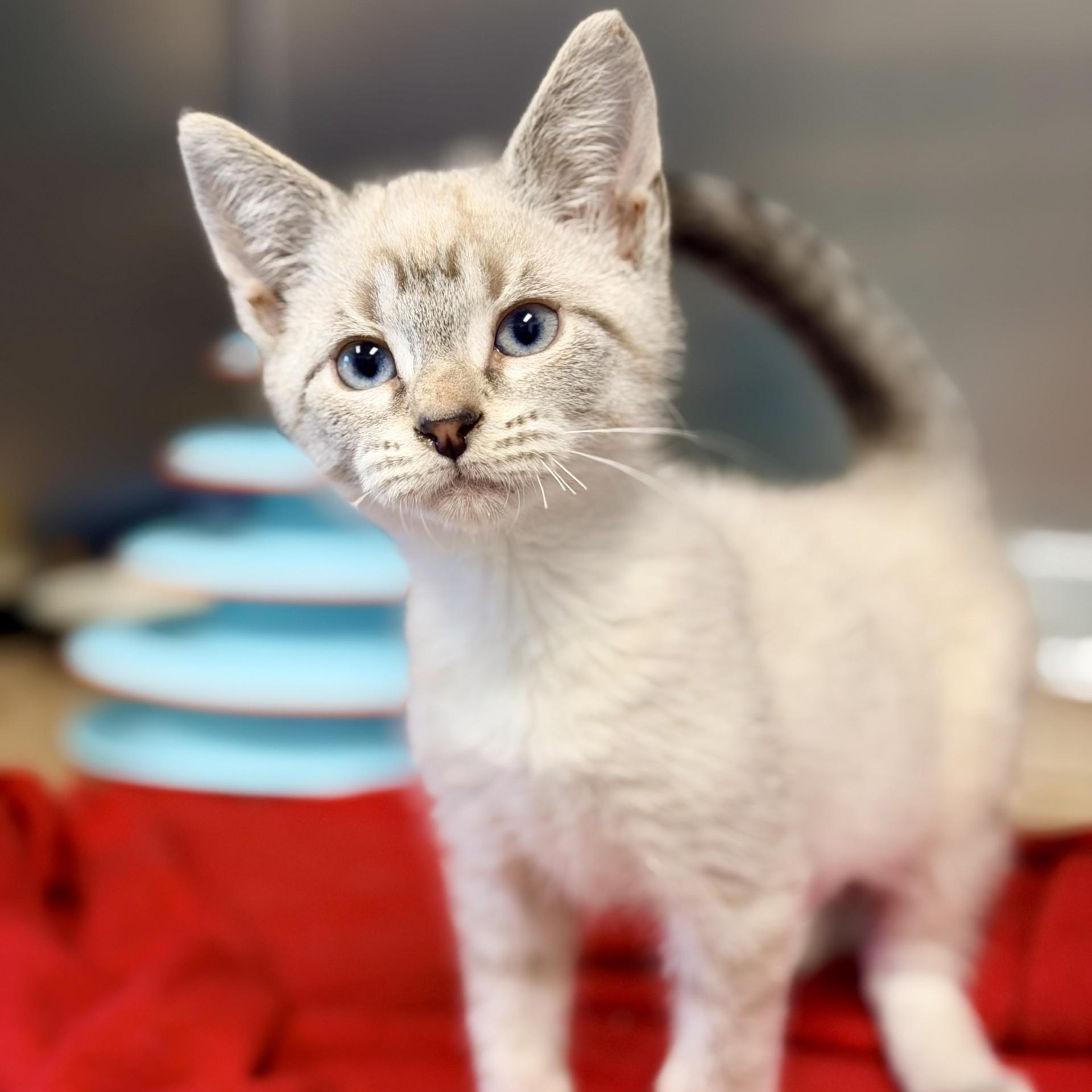 Enlarge Leonard, an adopted mixed breed in Manahawkin, NJ image 1/3