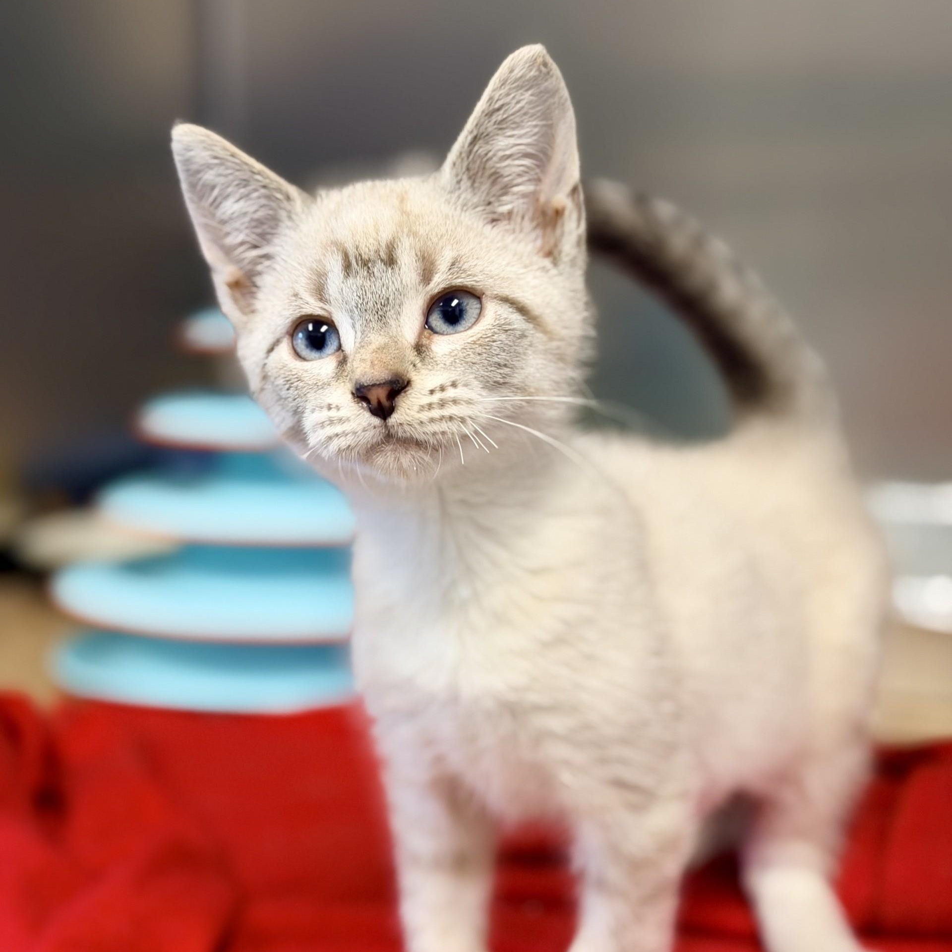 Enlarge Leonard, an adopted mixed breed in Manahawkin, NJ image 2/3