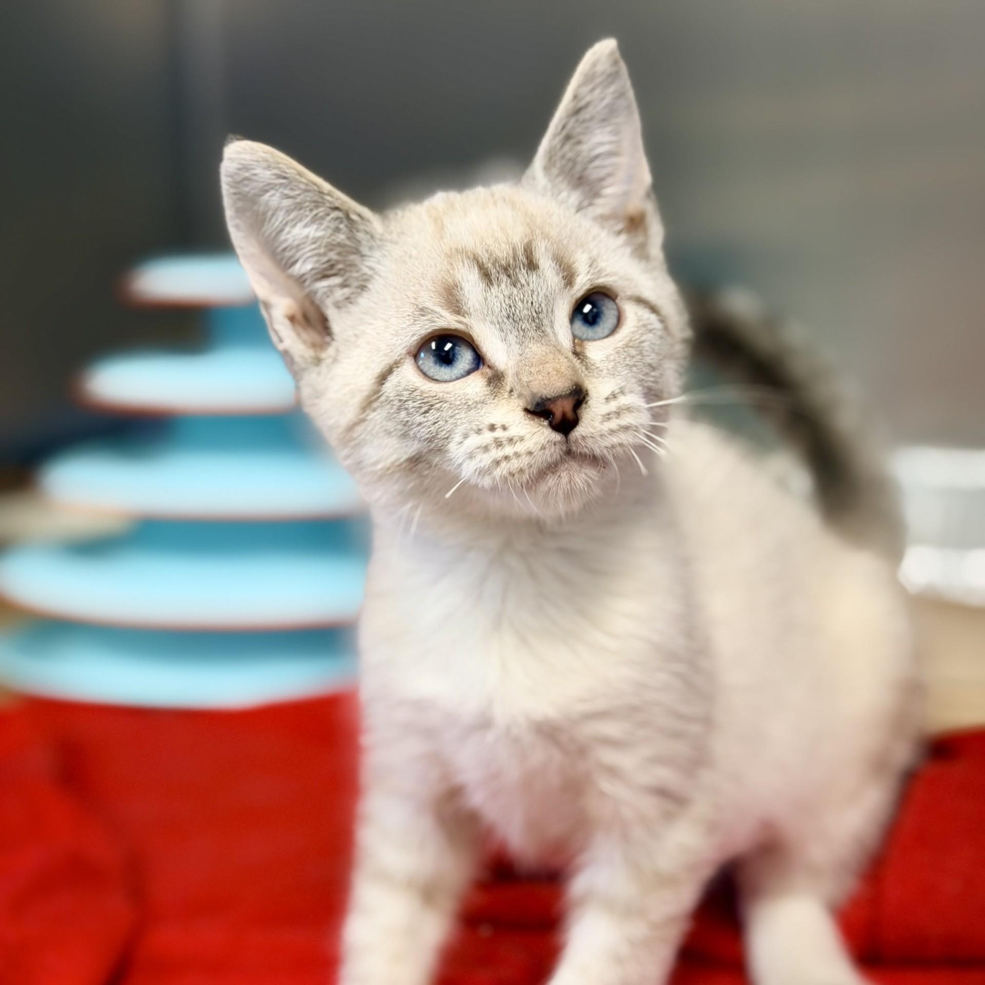 Enlarge Leonard, an adopted mixed breed in Manahawkin, NJ image 3/3