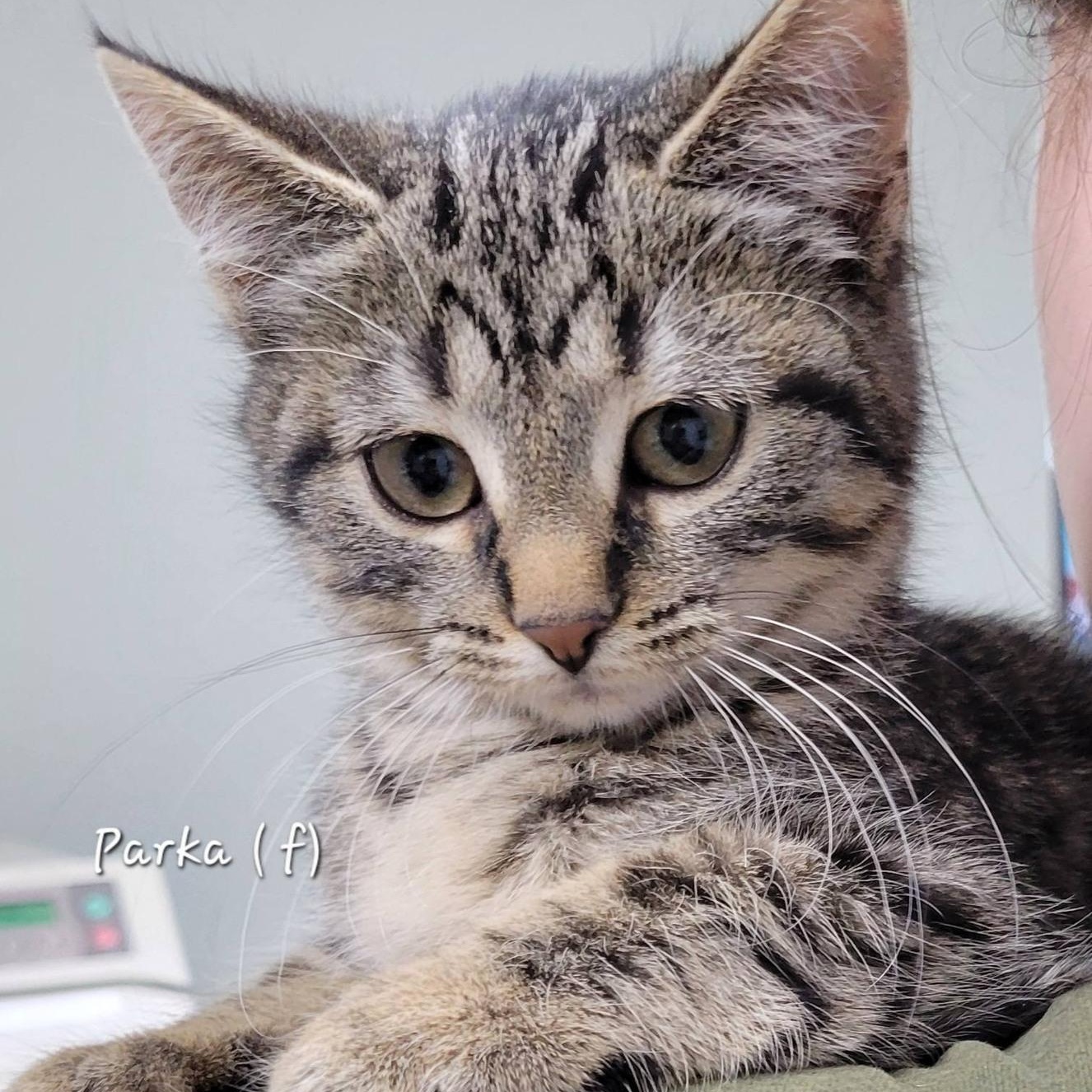 Enlarge Parka, an adoptable Tabby in Mazon, IL image 1/1
