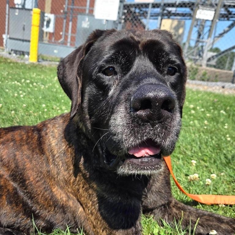 Madame Beatrice, ADOPTABLE, Adult Female Mastiff.