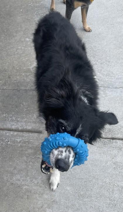 Gracie- BONDED TO HANK