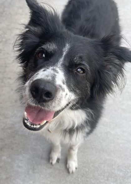 Gracie- BONDED TO HANK